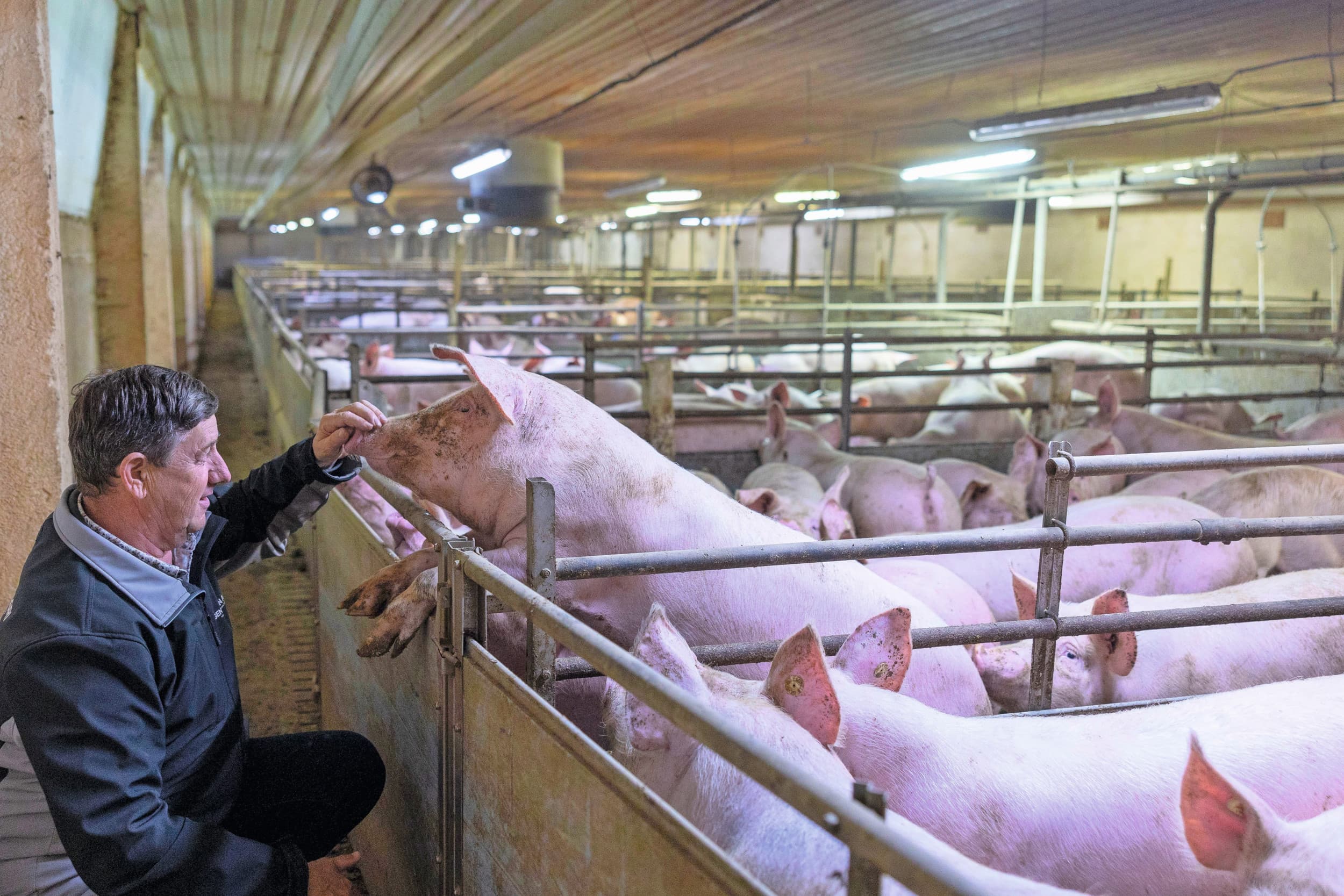 De varkens zien er goed uit en maken een vitale indruk. Jan van Genugten kan er van genieten. Foto’s: Mark Pasveer