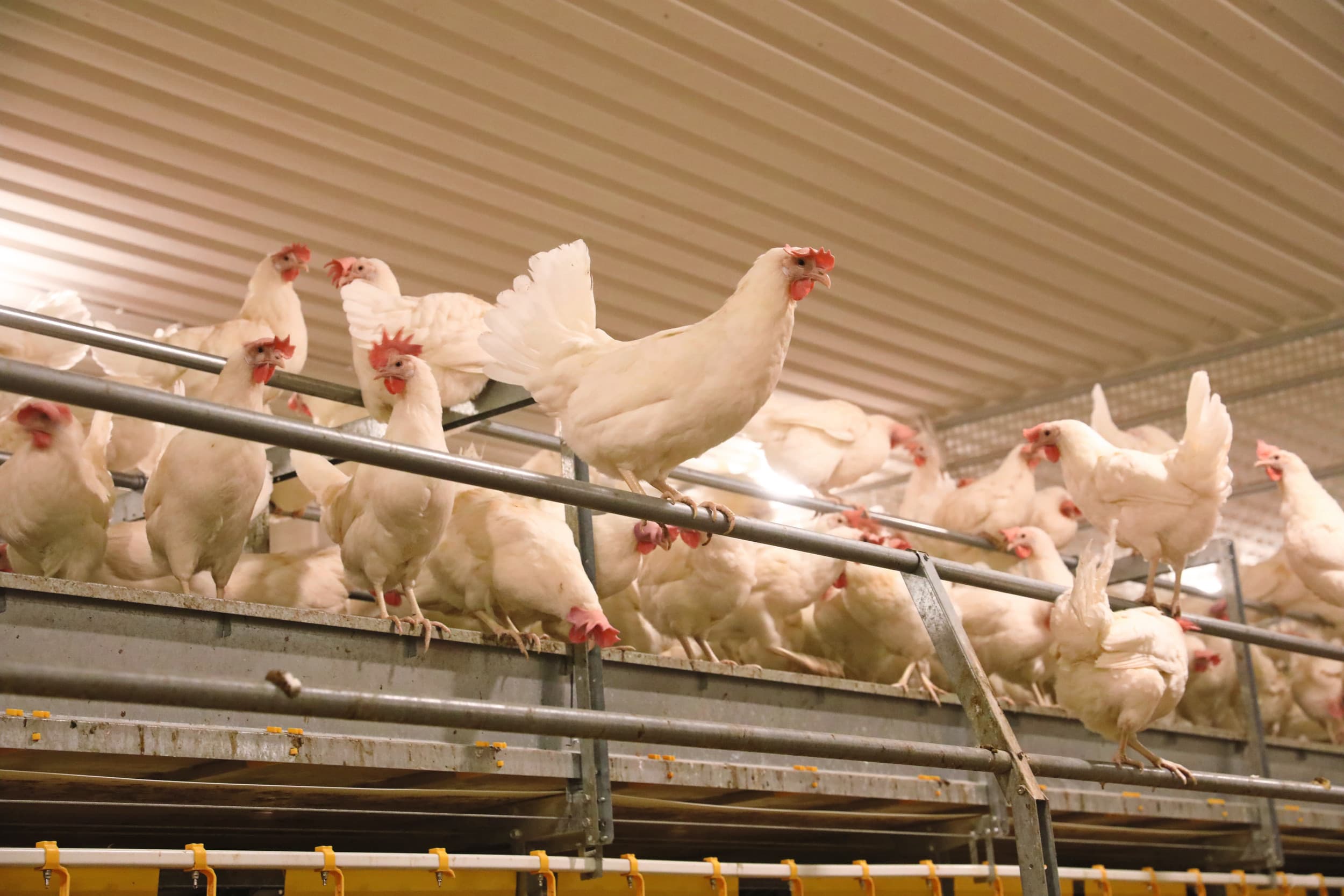Het bedrijf werkt met Dekalb White-hennen, omdat twee leden van de coöperatie daar de Finse importeur van zijn. Foto's: Henk Riswick.