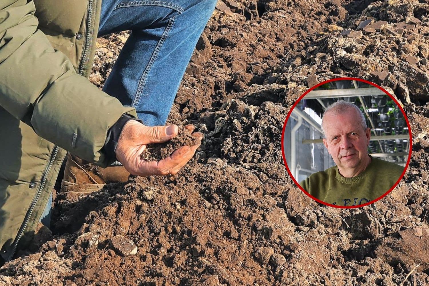 Verschure teelt de zoete bataat op lichte zandgronden. Hij kweekt deels zijn eigen plantmateriaal op in Kenia. Jaarlijks worden daar miljoenen stekken gemaakt. Die komen onbeworteld naar Nederland, waarna ze in de kas worden beworteld in pluggen. Foto’s: Bert Jansen