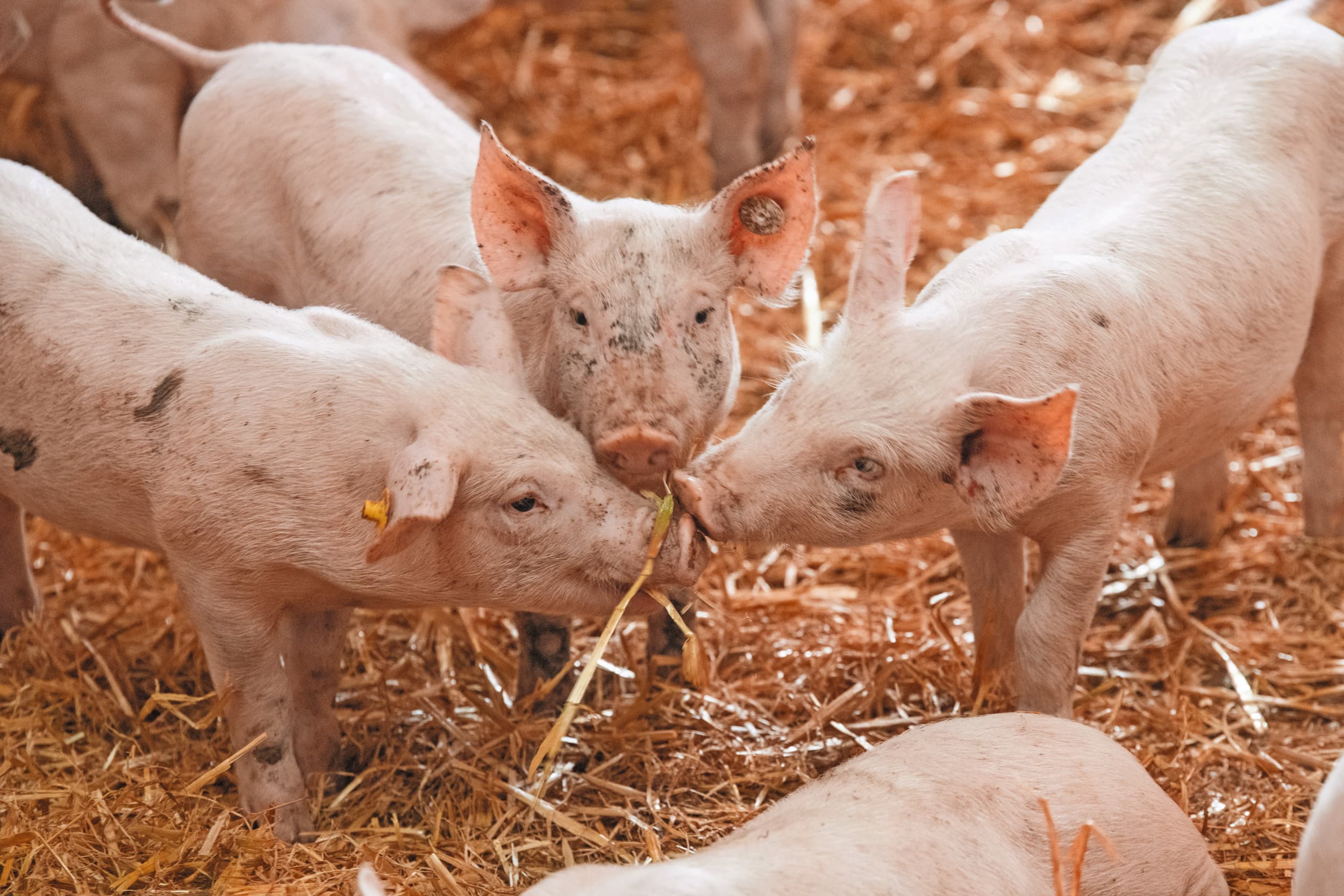 dierenwelzijn varkenshouderij