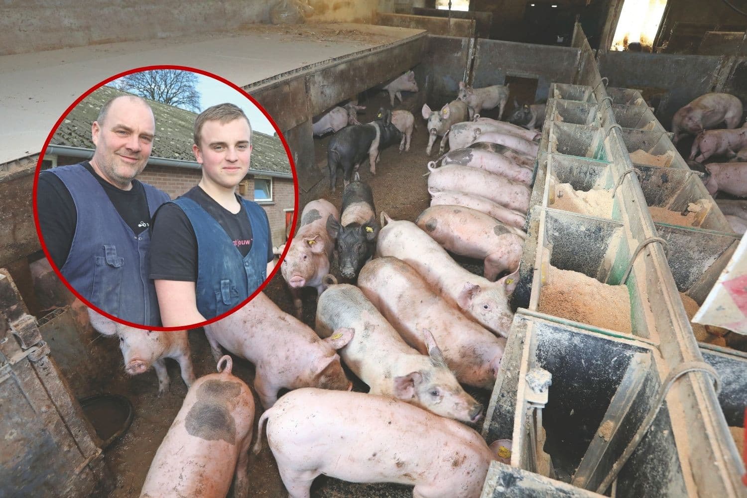 Vader en zoon Pappot produceren biggen voor de biologische markt. Foto’s: Henk Riswick