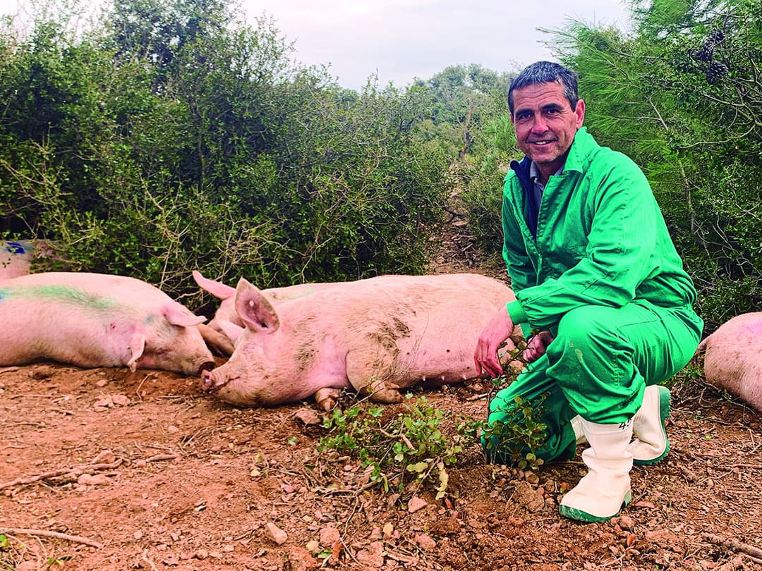Eduard Cau Barrufet (53) is naast zijn 1200 zeugen en 250 hectare bomen-plantages een ouitdoor zeugenhouderij gestart met 300 zeugen, waarvan hij alle varkens ook afmest. - Foto: Rotecna