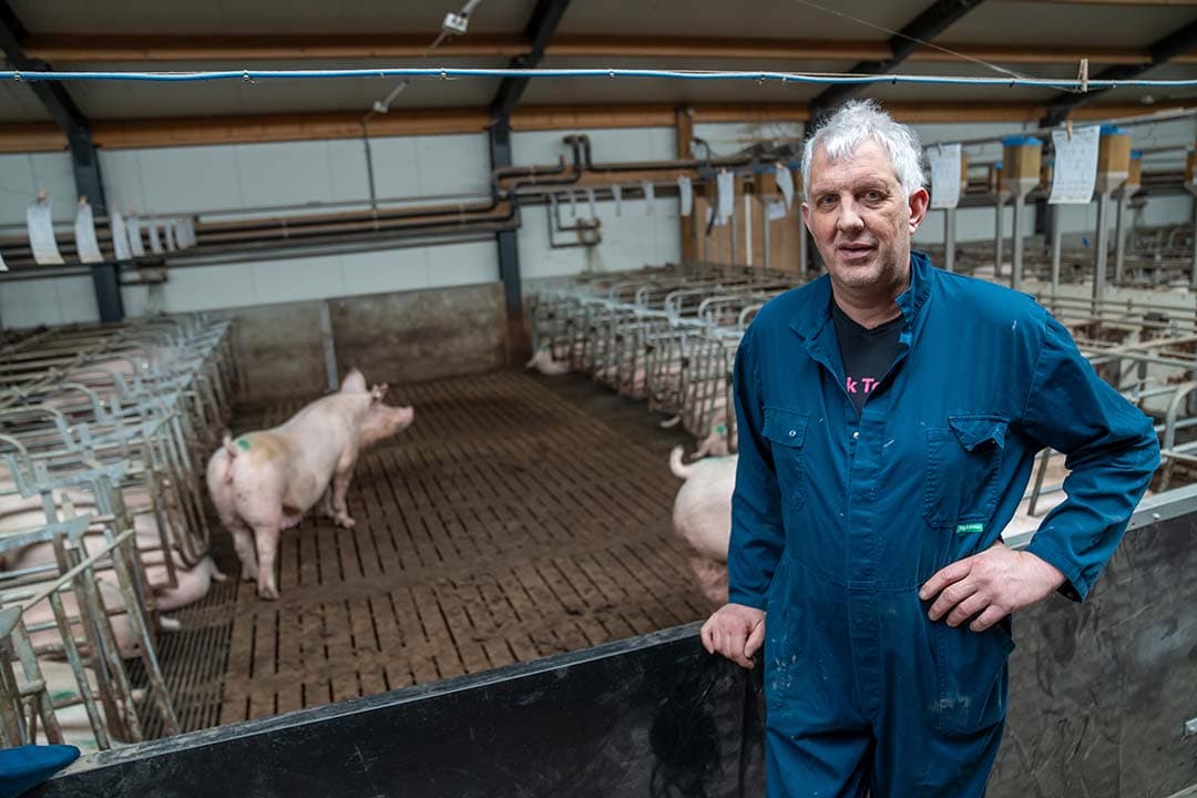 Twan van den Heuvel (55) houdt op diverse plaatsen varkens. Hij houdt zowel fok- als vermeerderingszeugen.