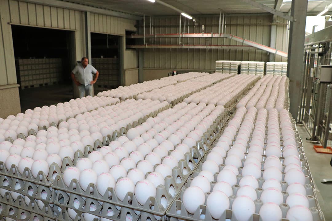 Wat de traditionele scharreleieren betreft, moet de sector zijn energie richten op samen eieren verkopen, meent Classens.
