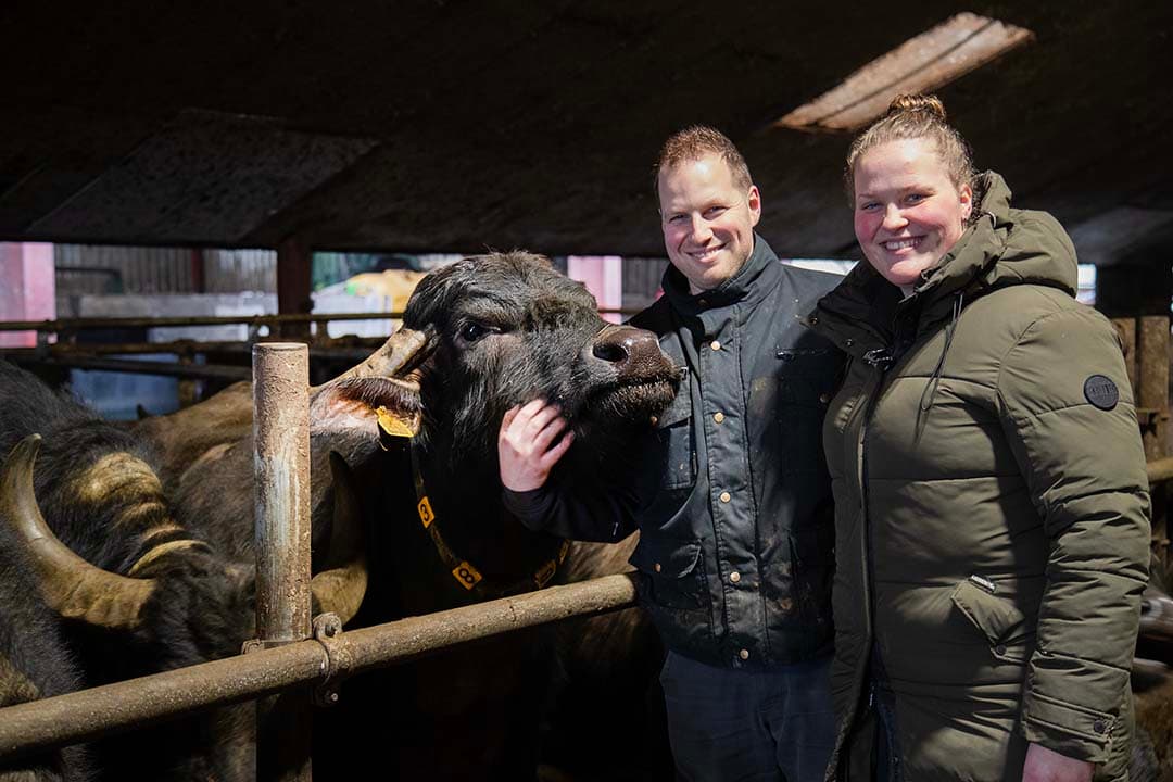 Bert Meems (29) zit in maatschap met zijn vrouw Jonique (26) en zijn ouders Aike (63) en Zwanie (59). Ze begonnen in 2020 met waterbuffels.