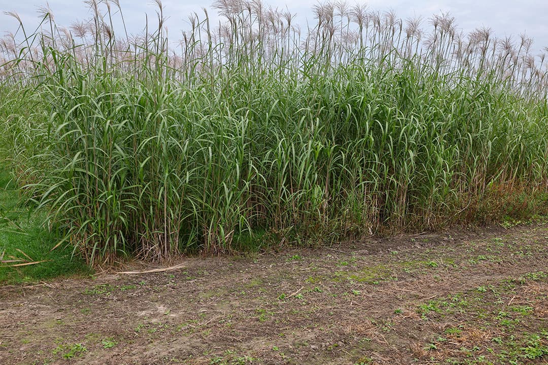 Miscanthus of olifantsgras, is een houtachtige grassoort uit Zuidoost-Azië. Bij ons groeit het ook wel tot vier meter hoogte.
