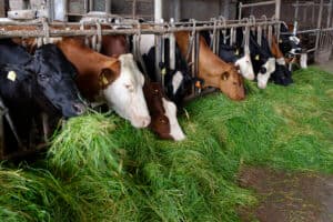 In de ochtend krijgen de koeien na het melken vers gras uit zomerstalvoeren. De koeien hebben de hele dag de tijd om het vers gemaaide gras op te vreten.