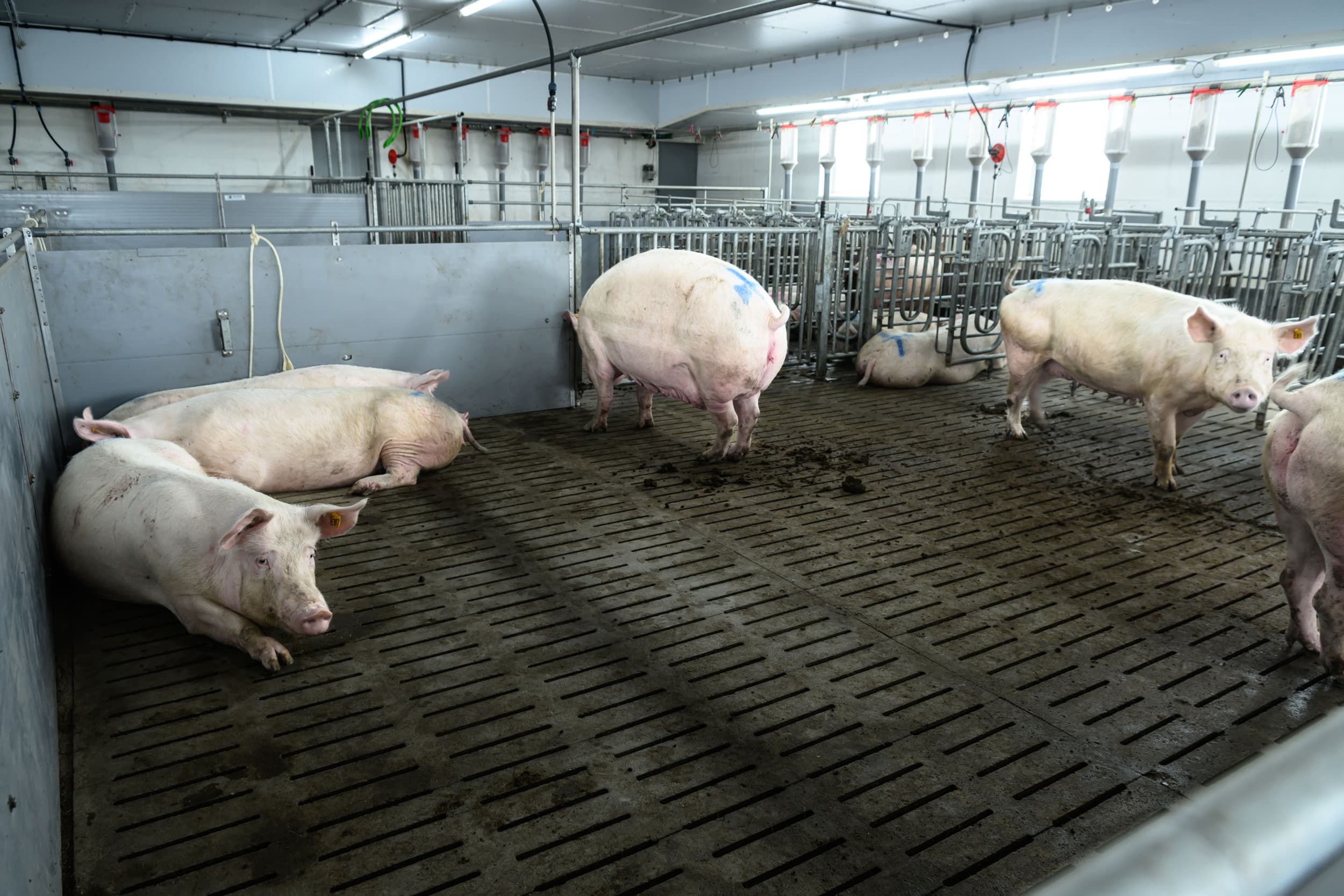 Duitse varkenshouders krijgen veel voor hun kiezen. Uiterlijk 2029 moeten zeugen 5 vierkante meter hebben in de dekstal en mogen ze niet opgesloten worden. Foto: Frank Uylenbroek.