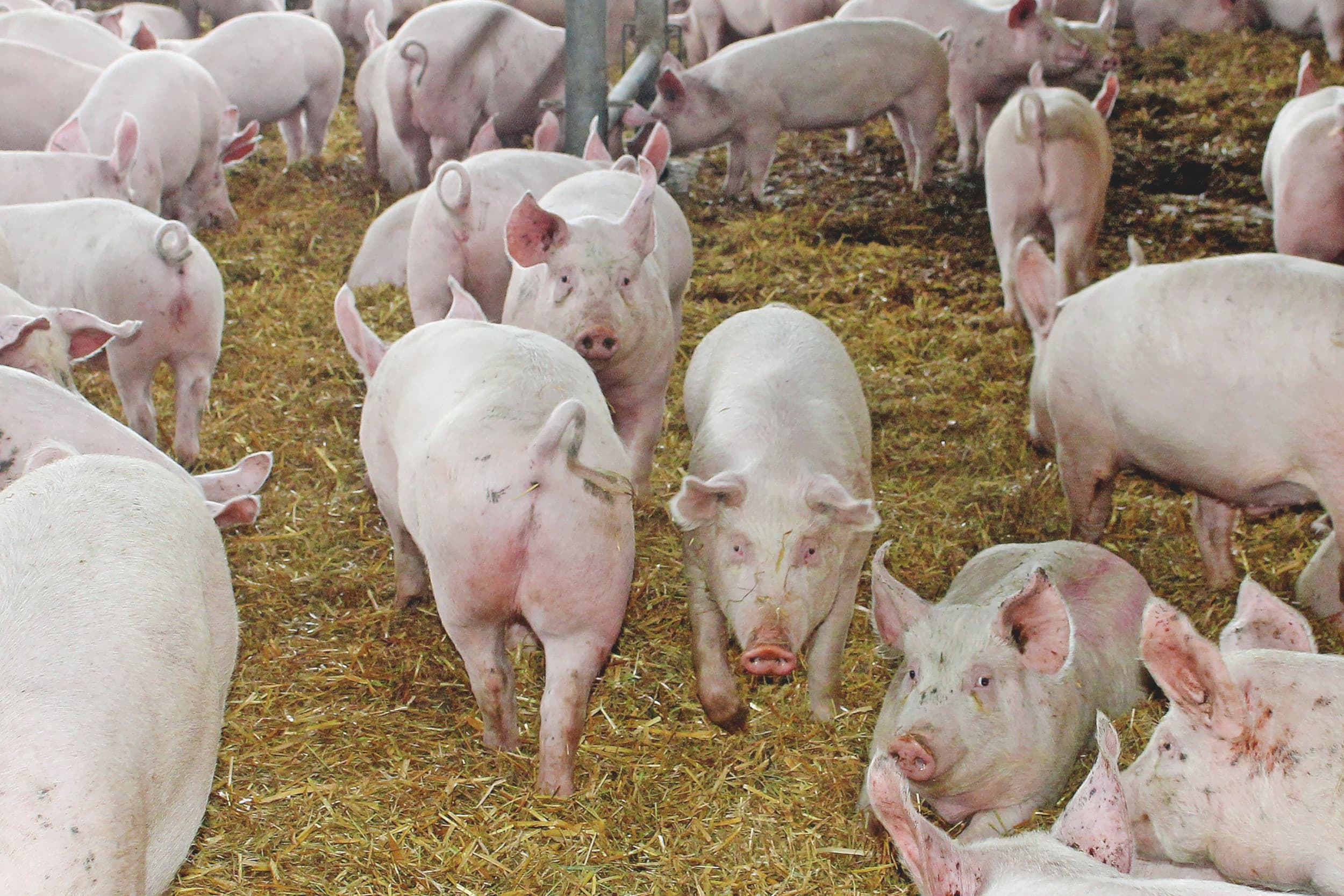 De vleesvarkens hebben de ruimte en veel stro ter beschikking op Azienda Agricola Vanessa Bassino. – Foto’s: Vincent ter Beek