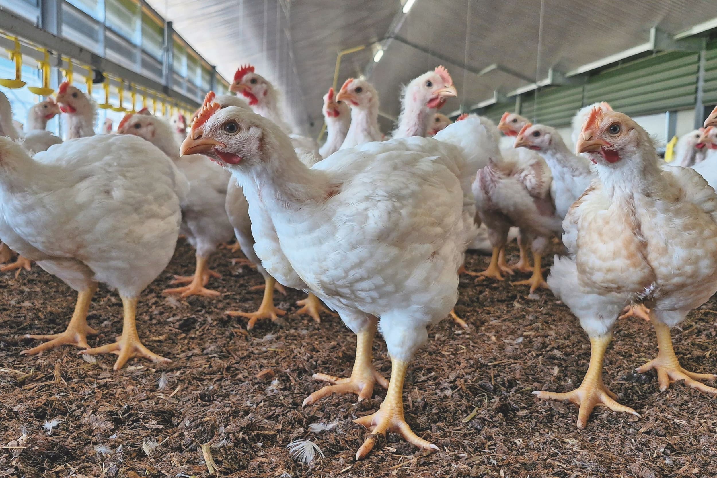 Bierema investeert in 2023 in totaal € 650.000 in twee overdekte uitloopruimtes. In tegenstelling tot veel andere ondernemers met Beter Leven-kuikens heeft hij geen meerjarig contract afgesloten. Hij legt zich het liefst niet voor langere tijd vast. - Foto's: Bouke Poelsma