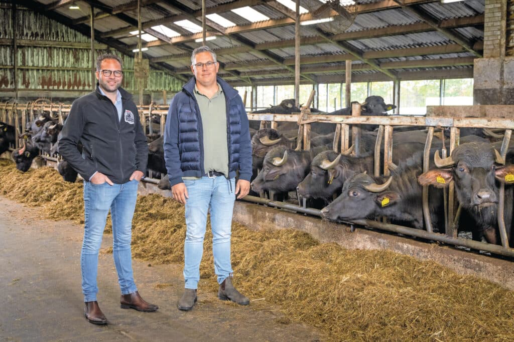 Hans Beukers en Wichert van den Berg houden waterbuffels en richten zich op een zuiveltak voor meer buffelhouders.
