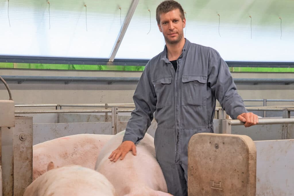 De zeugen op het bedrijf zijn schaapmak. Dat is deels te danken aan het stalontwerp met vrijloophokken, maar komt ook doordat de varkenshouder rustig met de dieren omgaat.