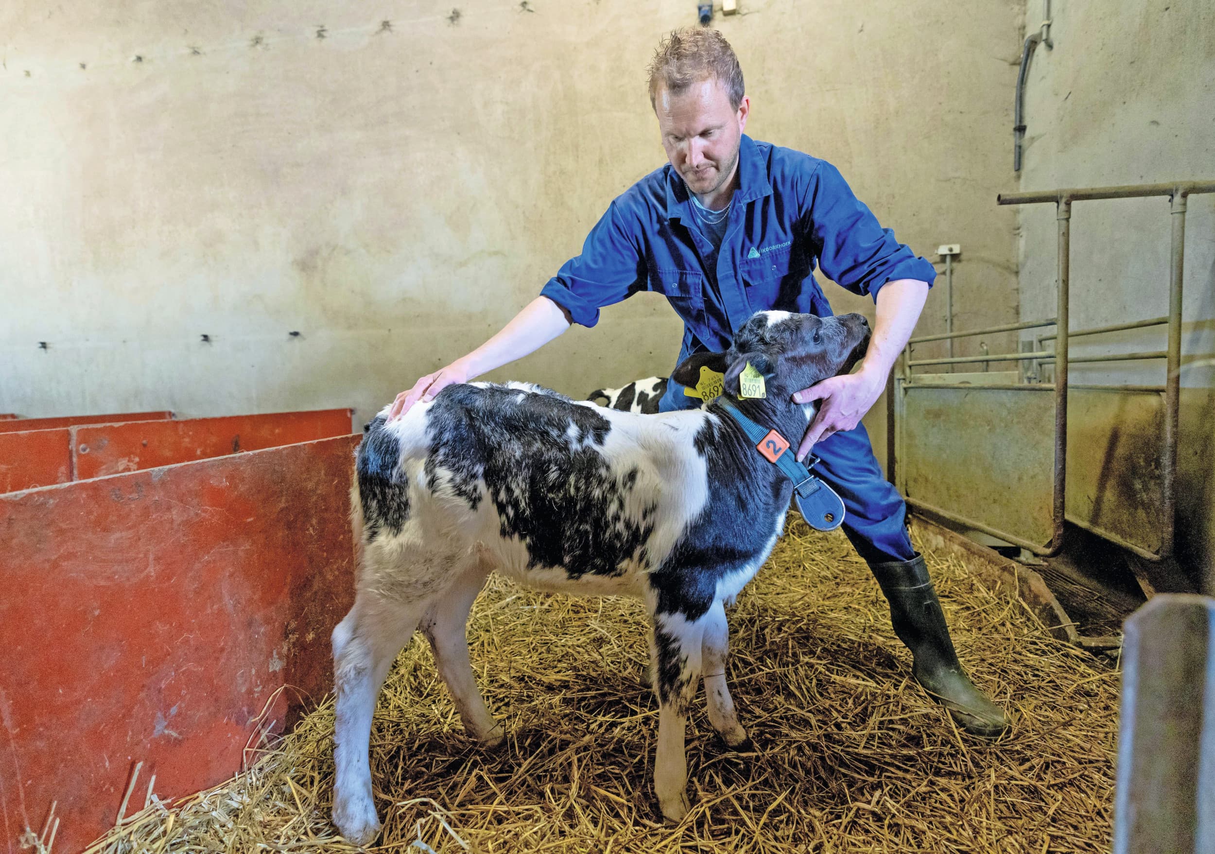 Een derde van de geboren kalveren is een Belgisch Witblauwe kruisling. Evert Jan Gerards van MKD-Driehoek haalt wekelijks veel van dit soort kalveren op. De kalverhouderij weet wel raad met deze ‘blauwen' en ziet ze liever dan kruislingen van andere vleestypische rassen. Foto: Jan Willem Schouten