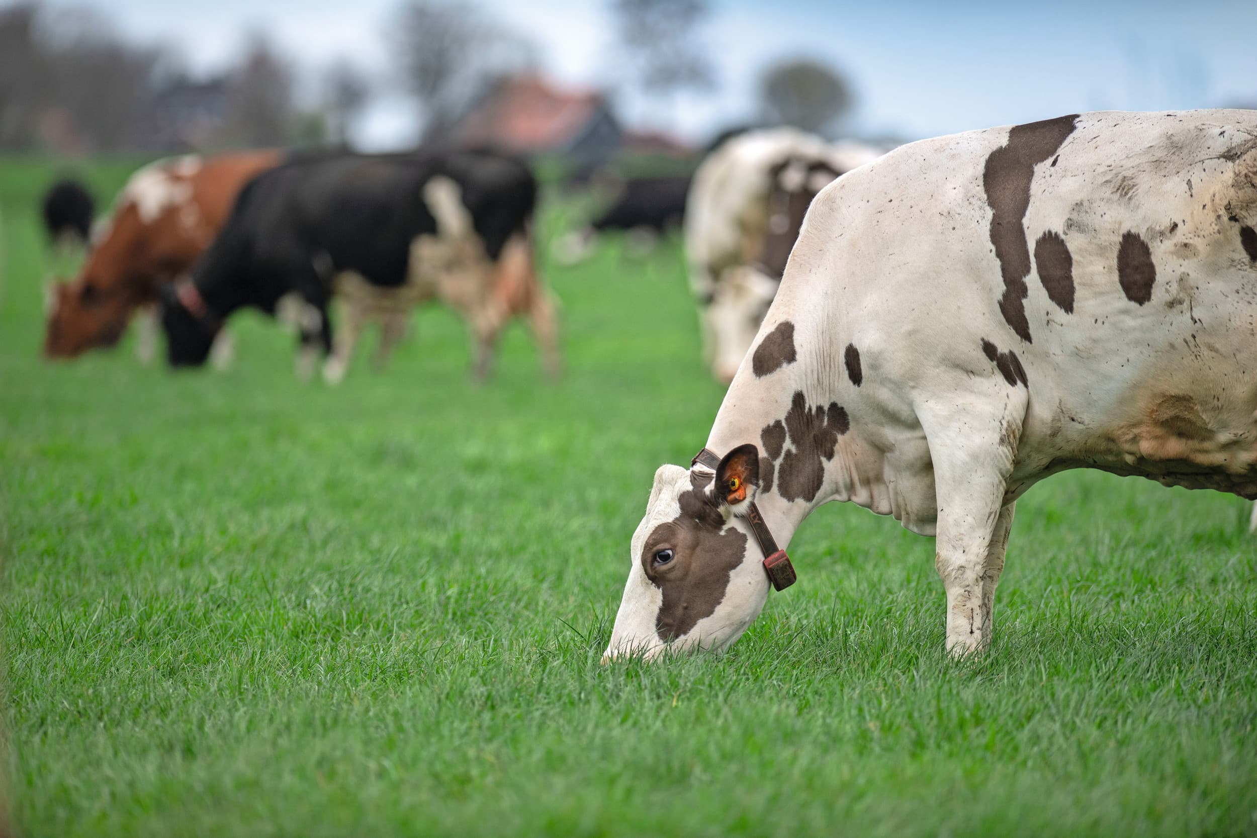 Bedrijven met het hoogste BEX-voordeel zijn gemiddeld intensiever en doen minder aan beweiding. Toch kan een deel van de ondernemers onder deze omstandigheden een hoog BEX-voordeel realiseren. Foto: Mark Pasveer