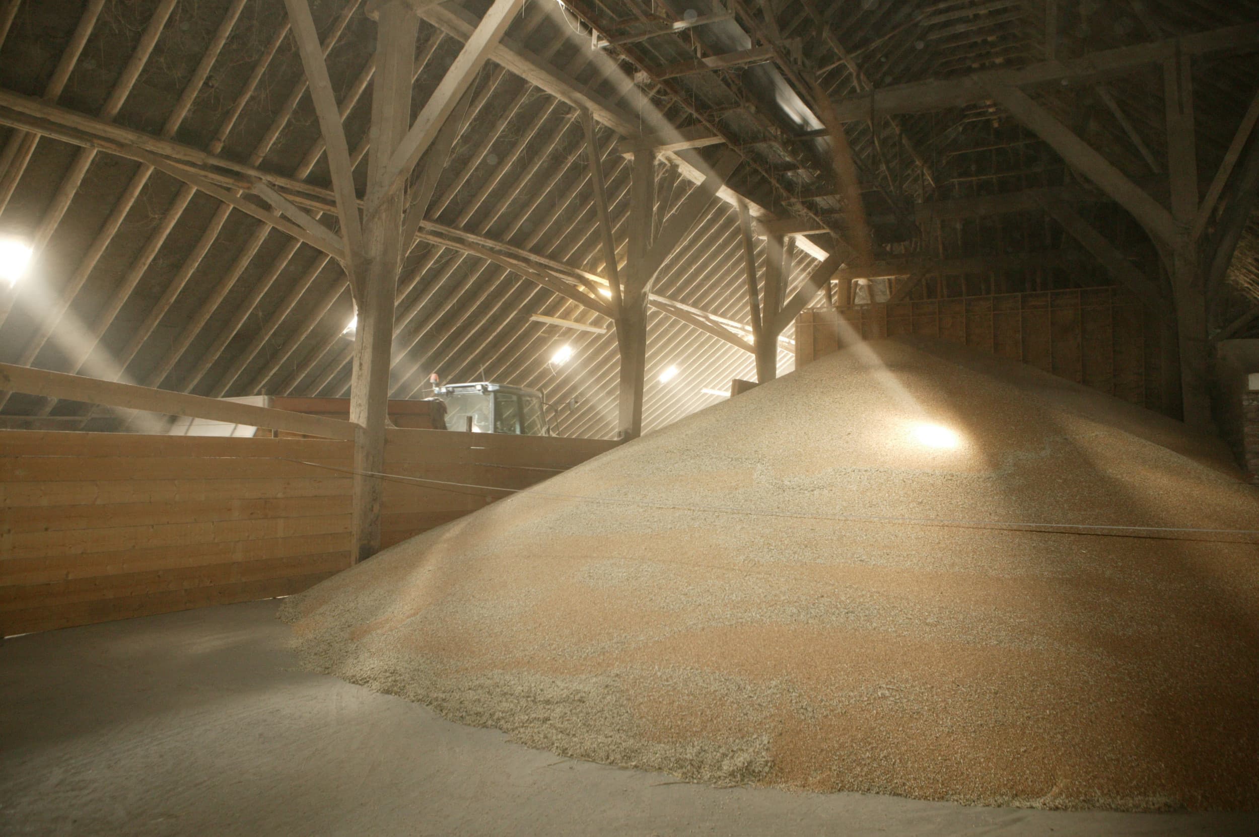 USDA verwacht lagere wereldwijde tarwevoorraden en hogere consumptie in 2025-’26. De oogst stijgt licht, vooral in de EU en India. Foto: Henk Riswick