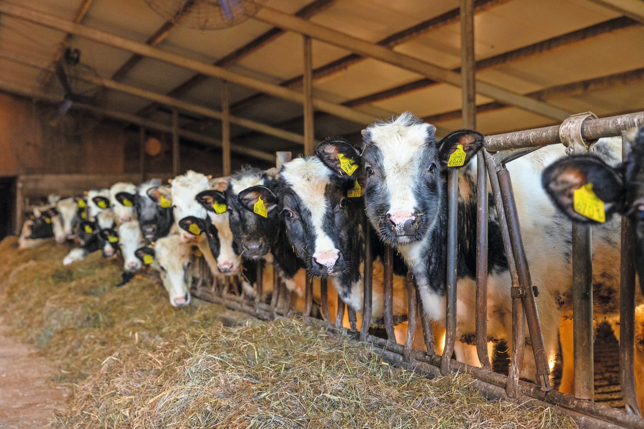 Voor melkveehouders met voldoende plaats, voer en mestruimte is het afmesten van eigen kalveren te overwegen. Het rendement ligt rond de €300 per kalf. Foto: Herbert Wiggerman