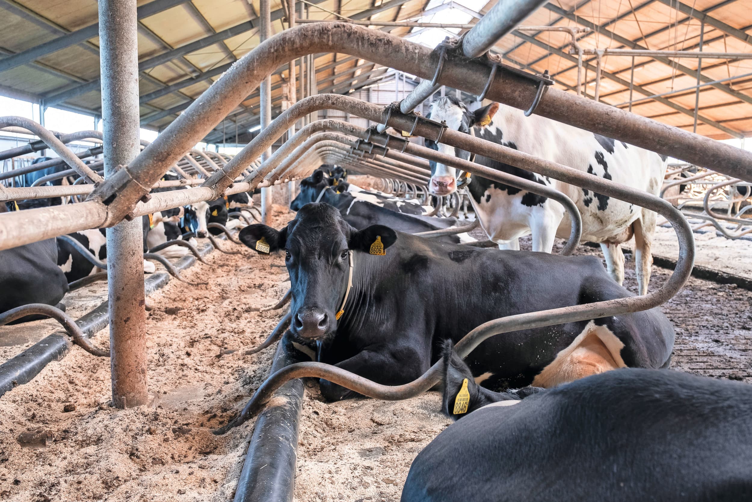 Het Beter Leven-keurmerk heeft een sterke focus op het welzijn en is daarmee onderscheidend van andere keurmerken. Zo worden eisen gesteld aan het aantal ligboxen, de uitvoering en loopruimte. Foto: Jan Willem van Vliet