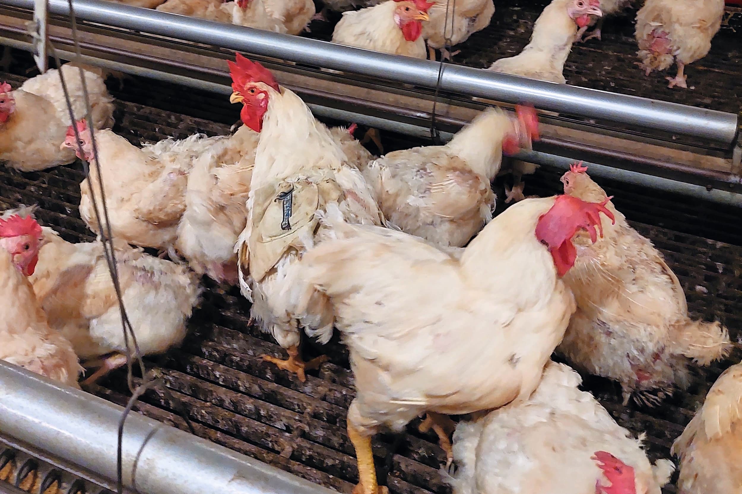 Een haan met een rugzakje waarin een UWB-tag is geplaatst. Met deze tag konden onderzoekers van Wageningen Livestock Research de exacte locatie van het dier realtime volgen in een praktijkstal met ouderdieren. Foto: Rick van Emous
