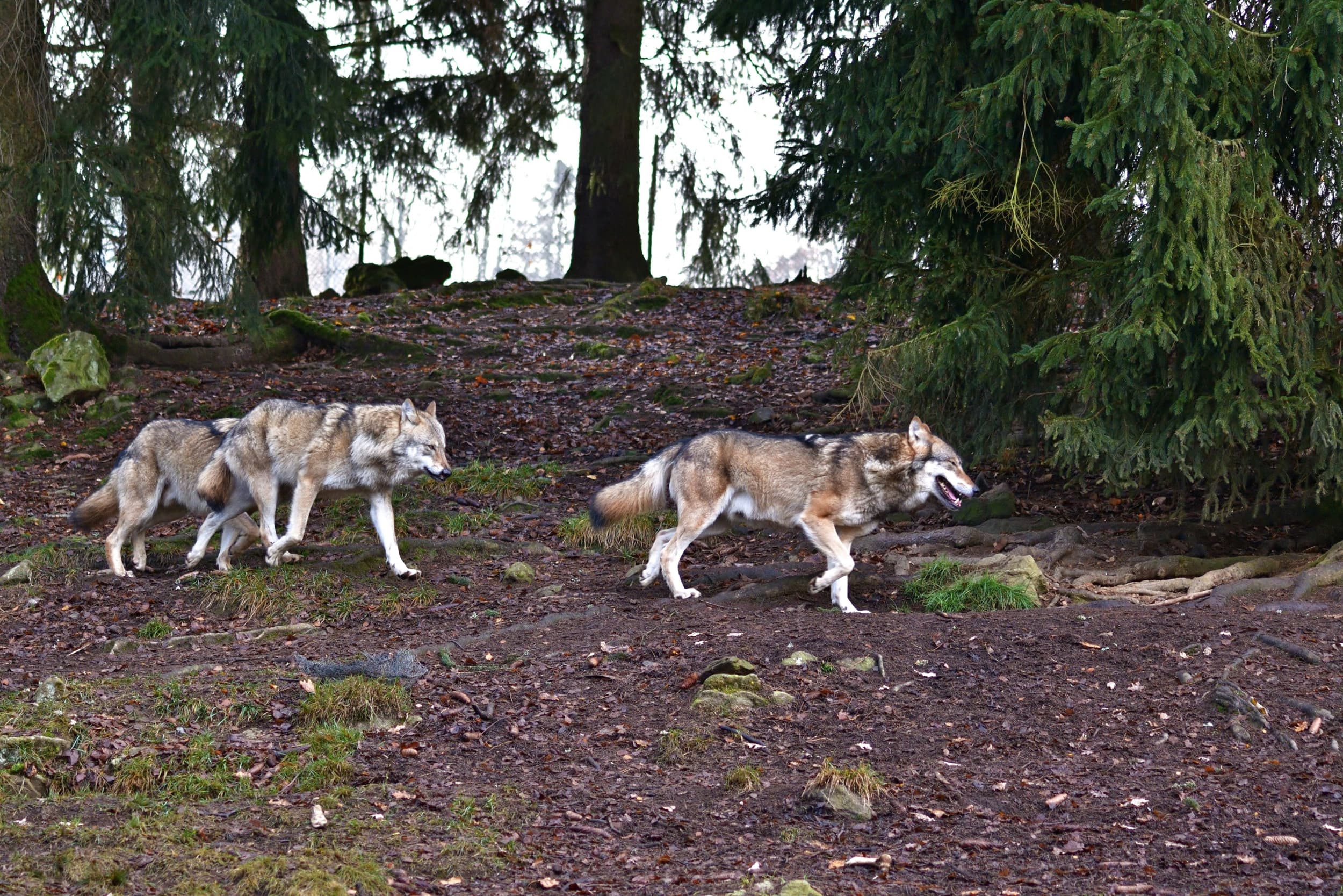 beschermingsstatus wolf