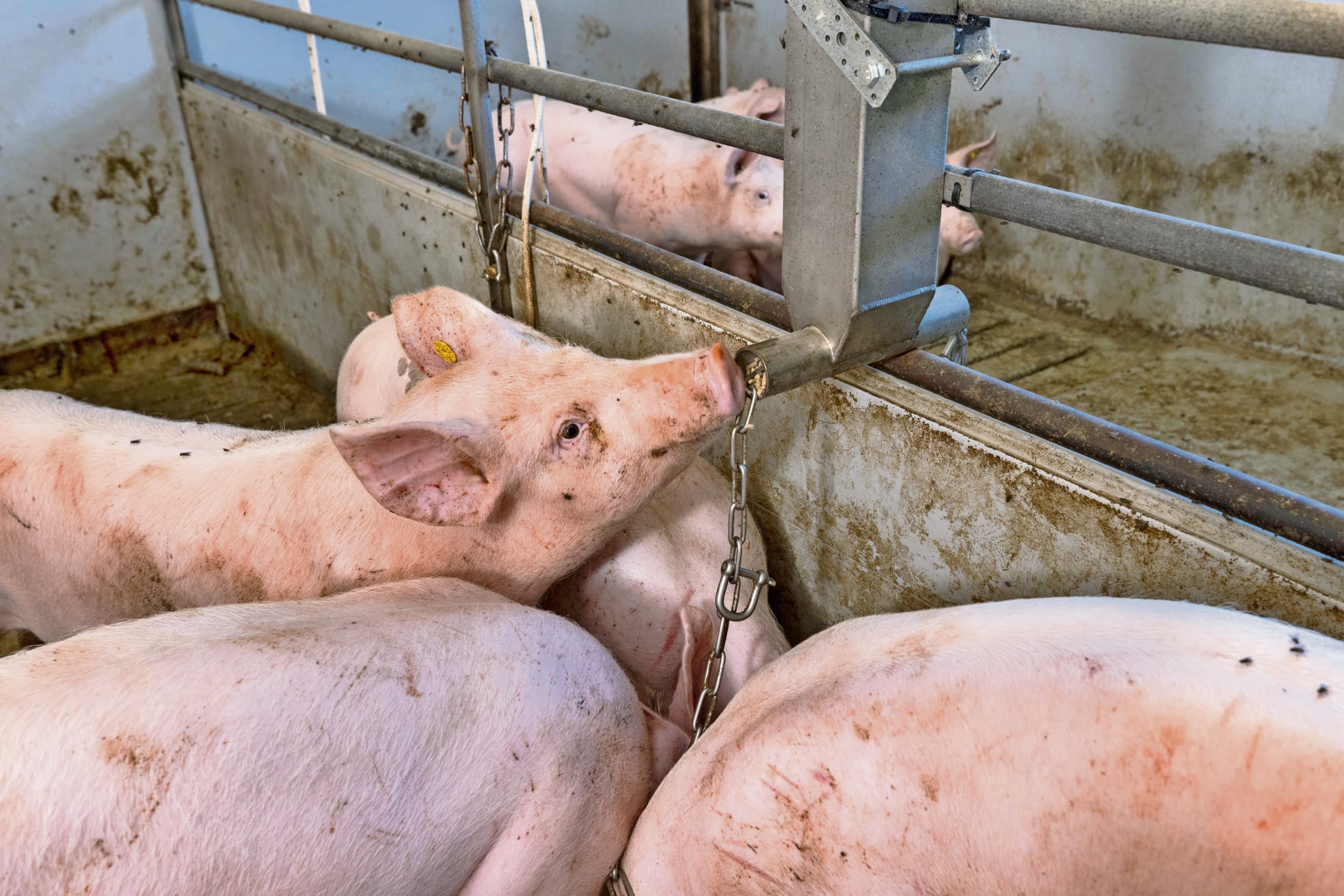 Aan de Belgische evenknie van de opkoopregeling doen 366 Vlaamse varkenshouders mee. Foto: Koos Groenewold