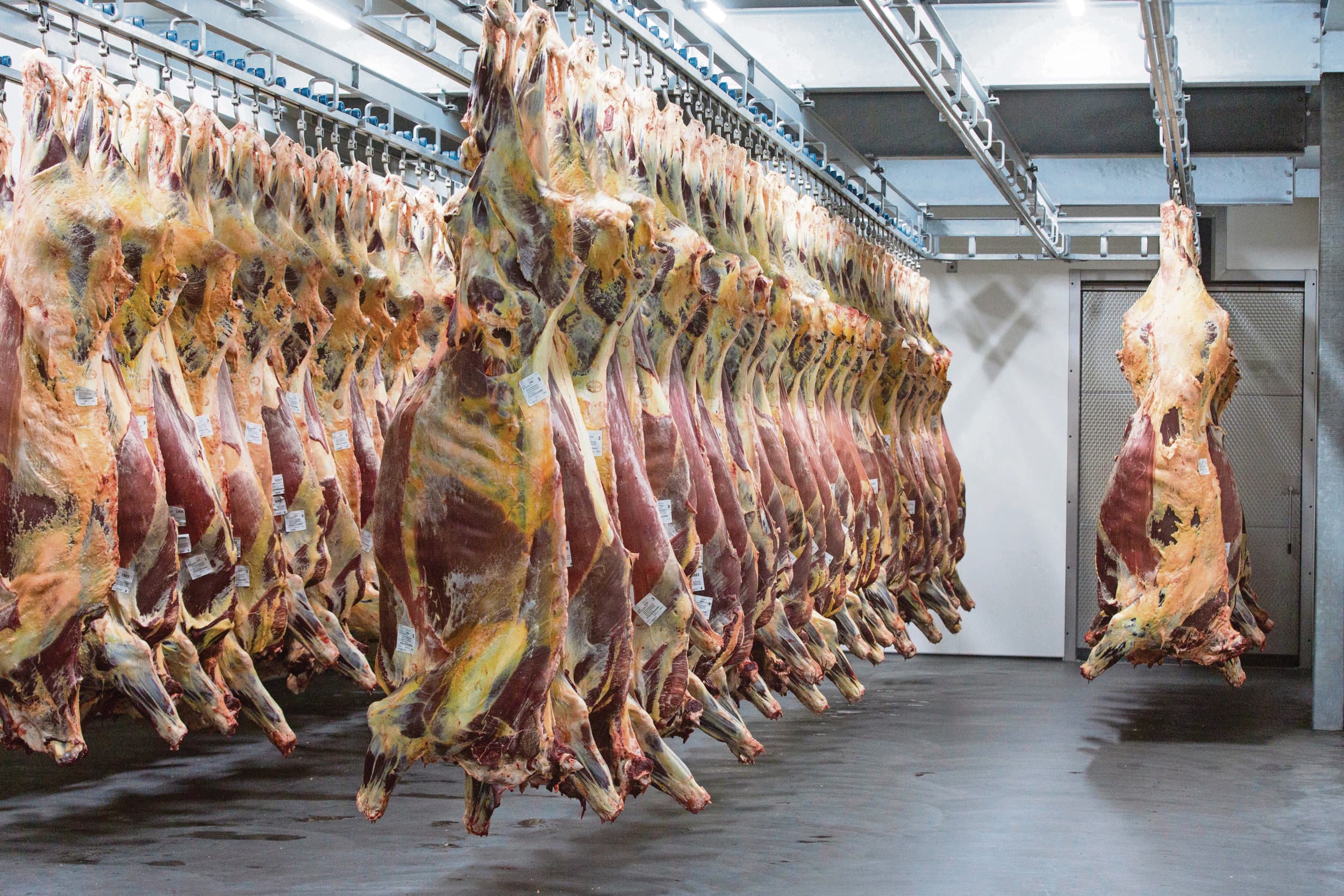 In Nederland zijn in het eerste kwartaal minder runderen geslacht dan in dezelfde periode vorig jaar. Foto: Koos Groenewold