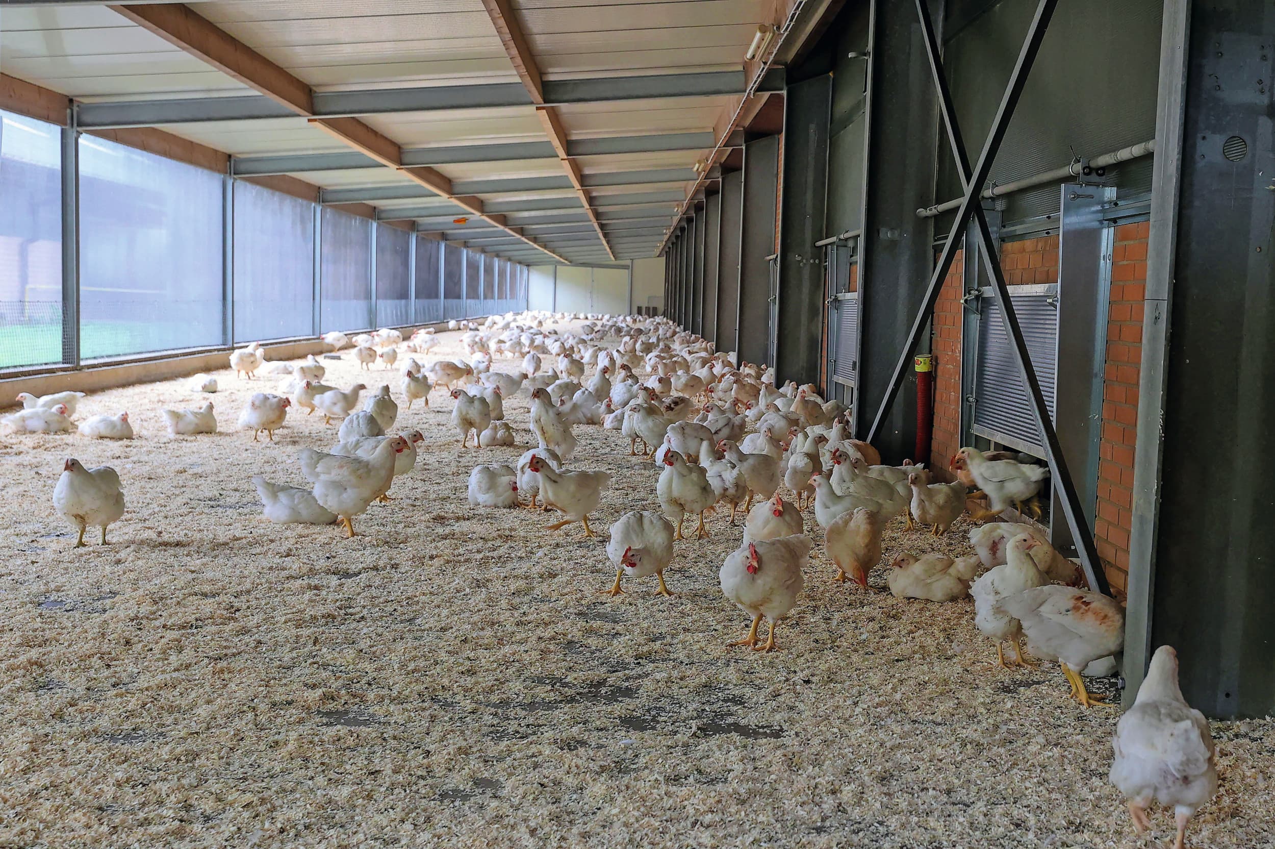 De kuikens zoeken in de overdekte uitloop de relatieve veiligheid. Het gros houdt zich bij de muur en het gaas op. Met toenemende leeftijd vertonen ze steeds meer rustgedrag in deze ruimte. Foto: Bert Jansen