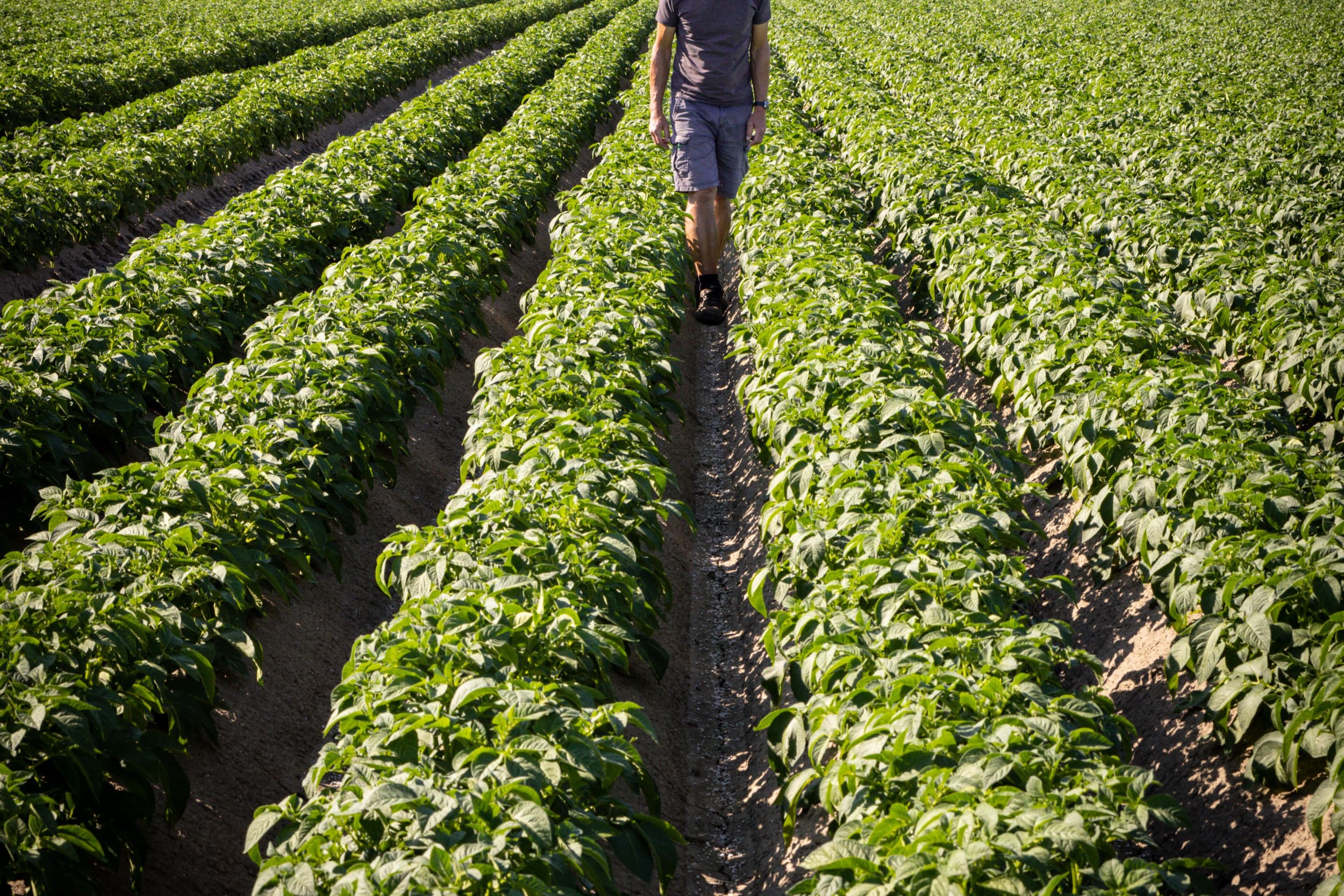 NAK gaat vanaf 15 juni controleren op aardappelopslag. Telers mogen dan niet meer dan 1 plant per m² op hun percelen hebben. Foto: Peter Roek