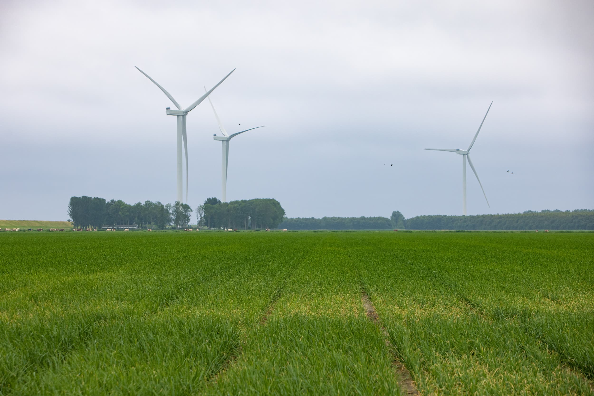 Zuid-Holland mag door met eigen stikstofaanpak, maar moet maatregelen evenrediger verdelen over landbouw, industrie en bouw. Foto: Peter Roek