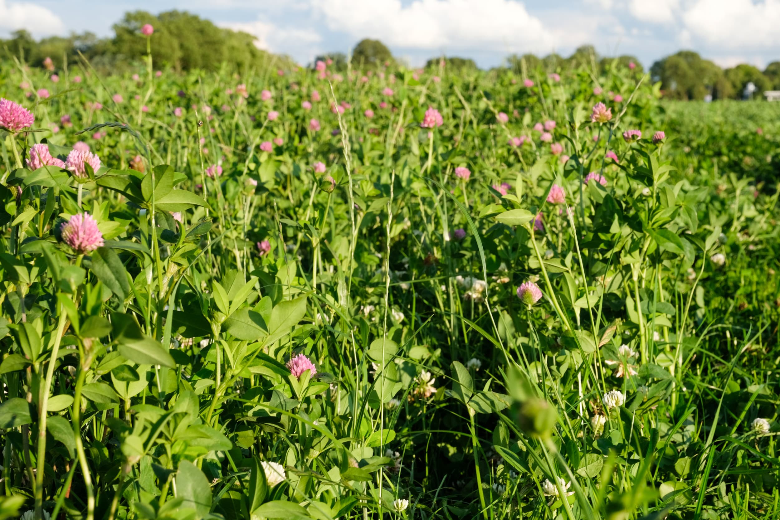 akkerbouw rundveehouderij GLB-ecoregeling