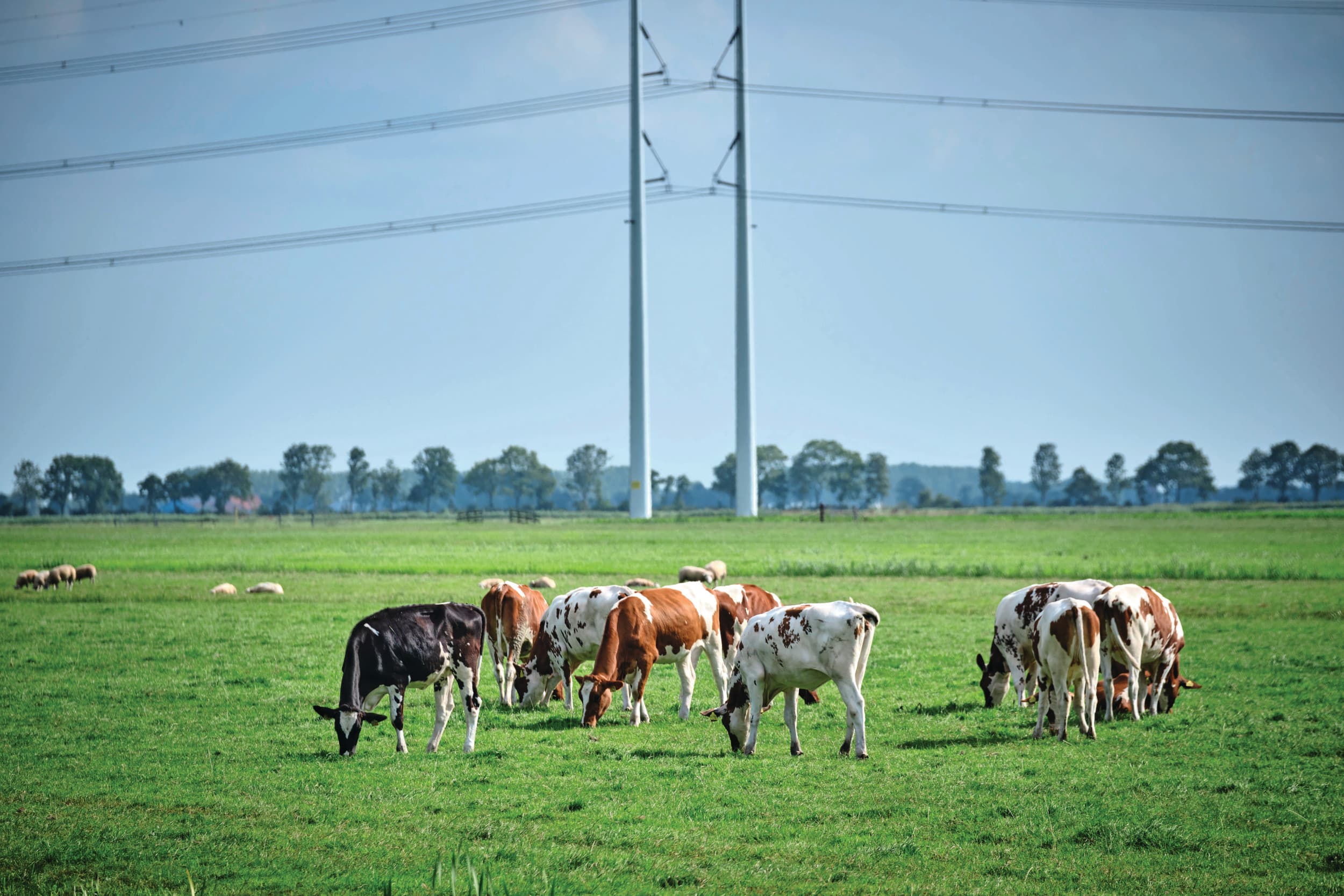 Jongvee weiden levert na afkalven een goede graaskoe op. Bijkomende voordelen liggen in het verlagen van emissies en het opdoen van wormenbesmetting. Vanuit de zuivel neemt de aandacht voor het weiden van jongvee toe. Foto: Fred Libochant Fotografie
