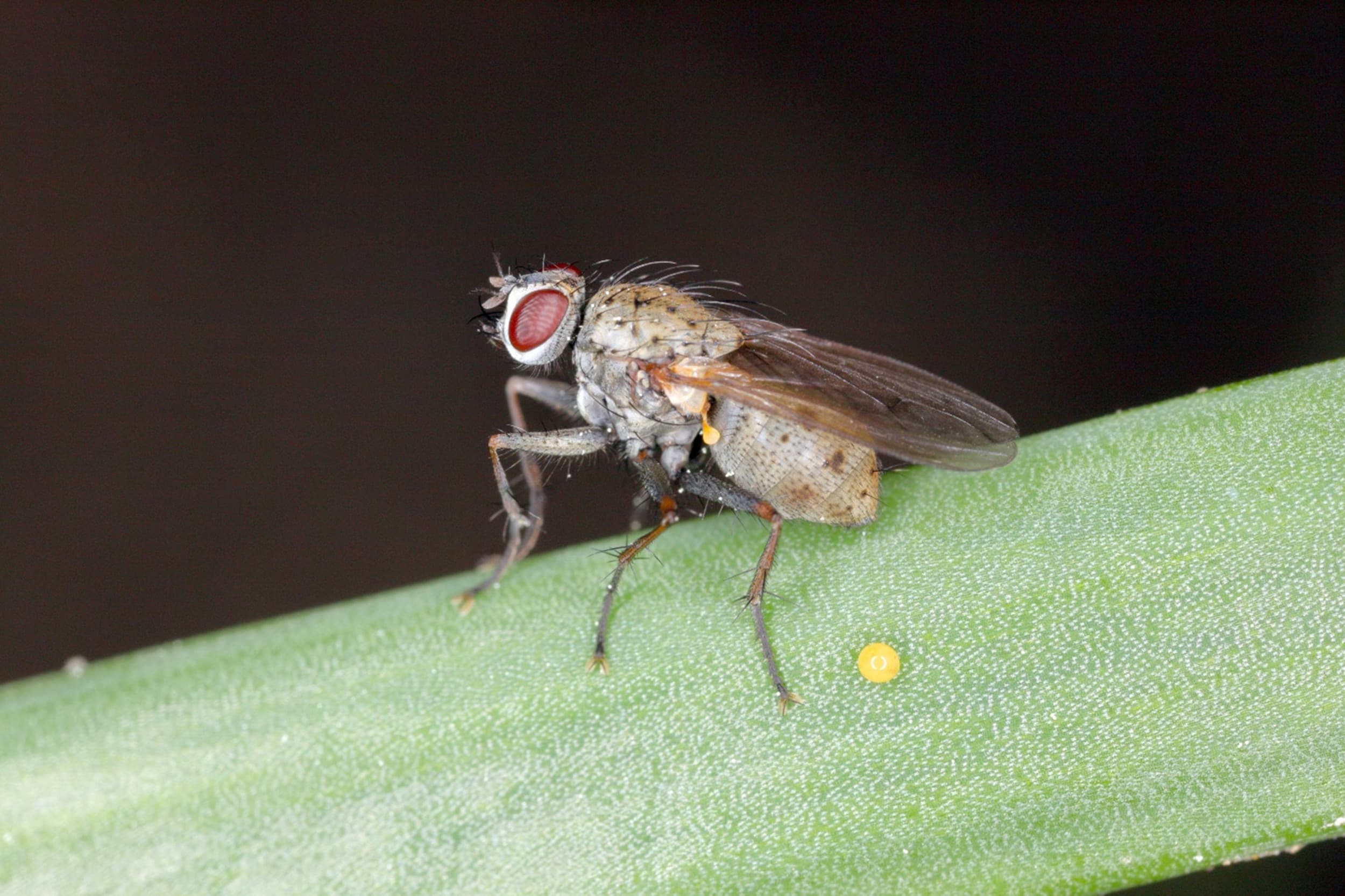 De uienvlieg (Delia Antiqua) is één van de grootste bedreigingen voor de uienoogst in Nederland. Gelukkig is er een betrouwbare en duurzame oplossing om de uienvlieg effectief te bestrijden. Foto: Koppert