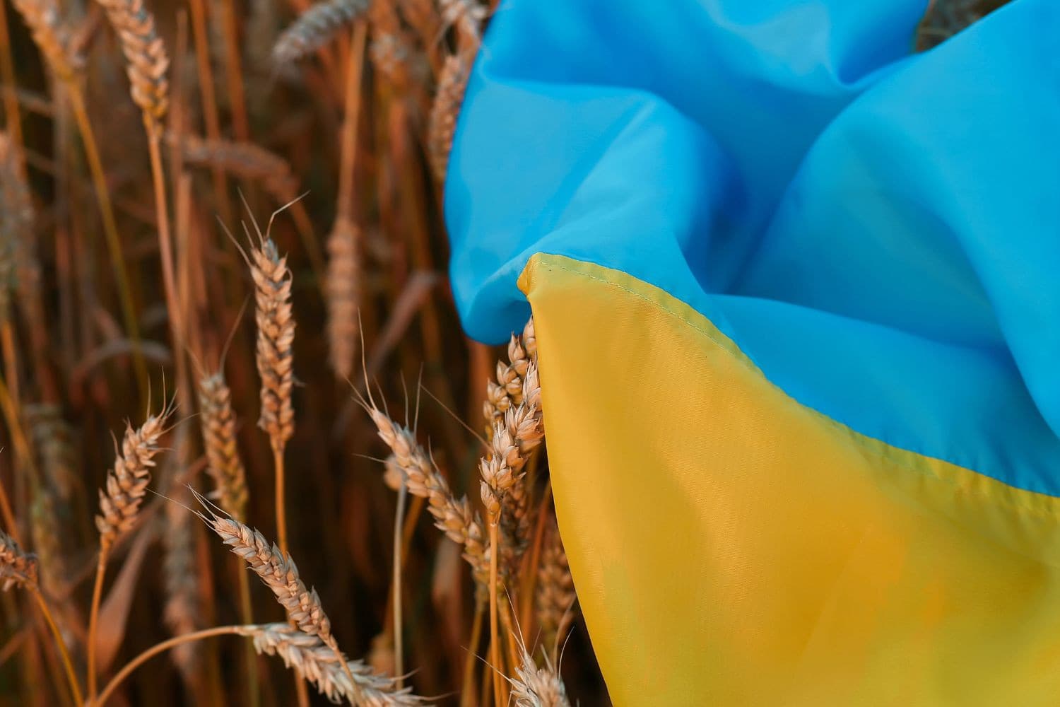 Russische raketten treffen landbouwbedrijven in Oekraïne. Boeren raken koeien, gebouwen en machines kwijt. Foto ter illustratie. Foto: Canva/Anna Koberska