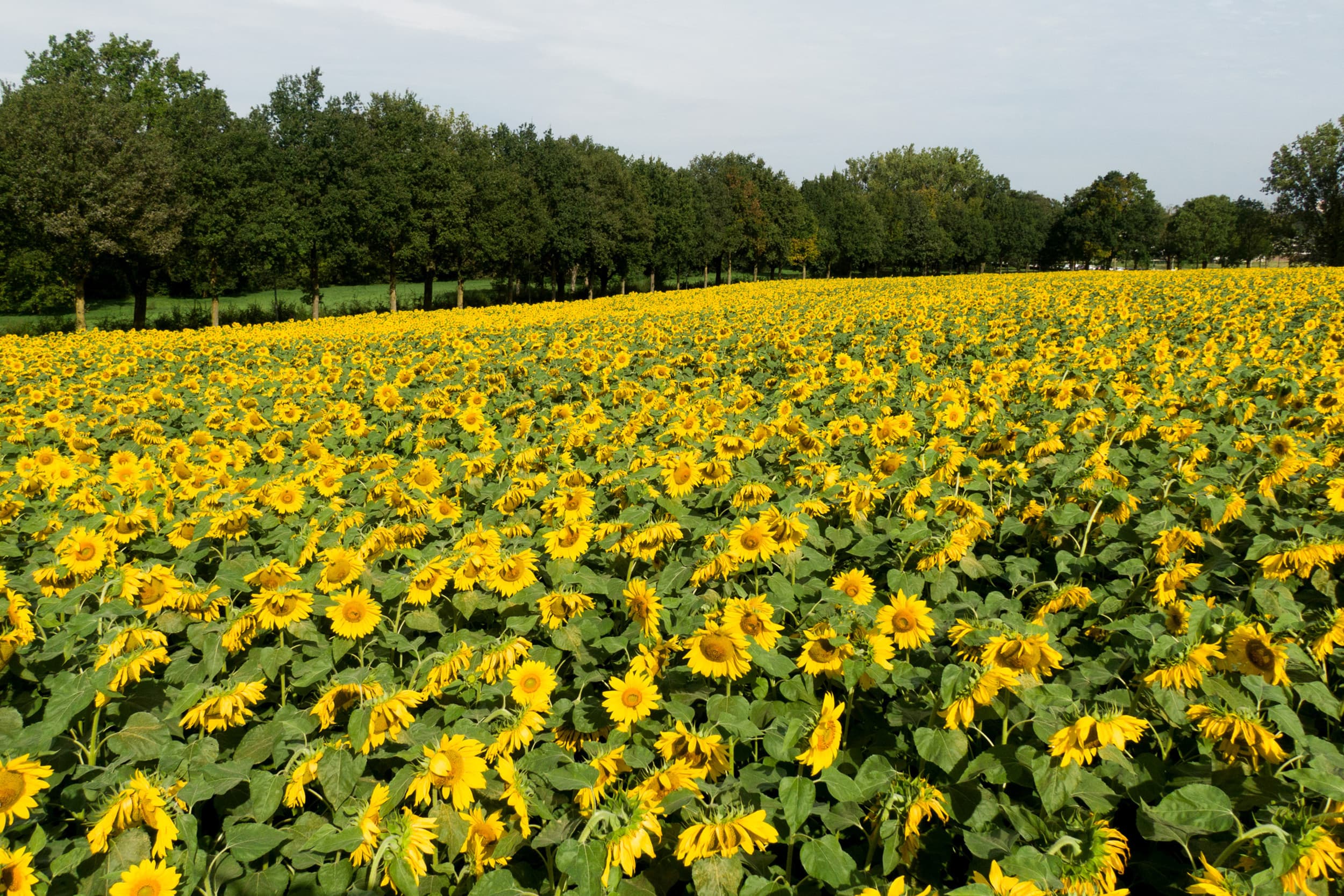 Zonnebloementeelt in het Limburgse Ubachsberg. De pitten worden verwerkt in zonnebloempittenbrood door de plaatselijke bakkerij Voncken. Foto: Twan Wiermans