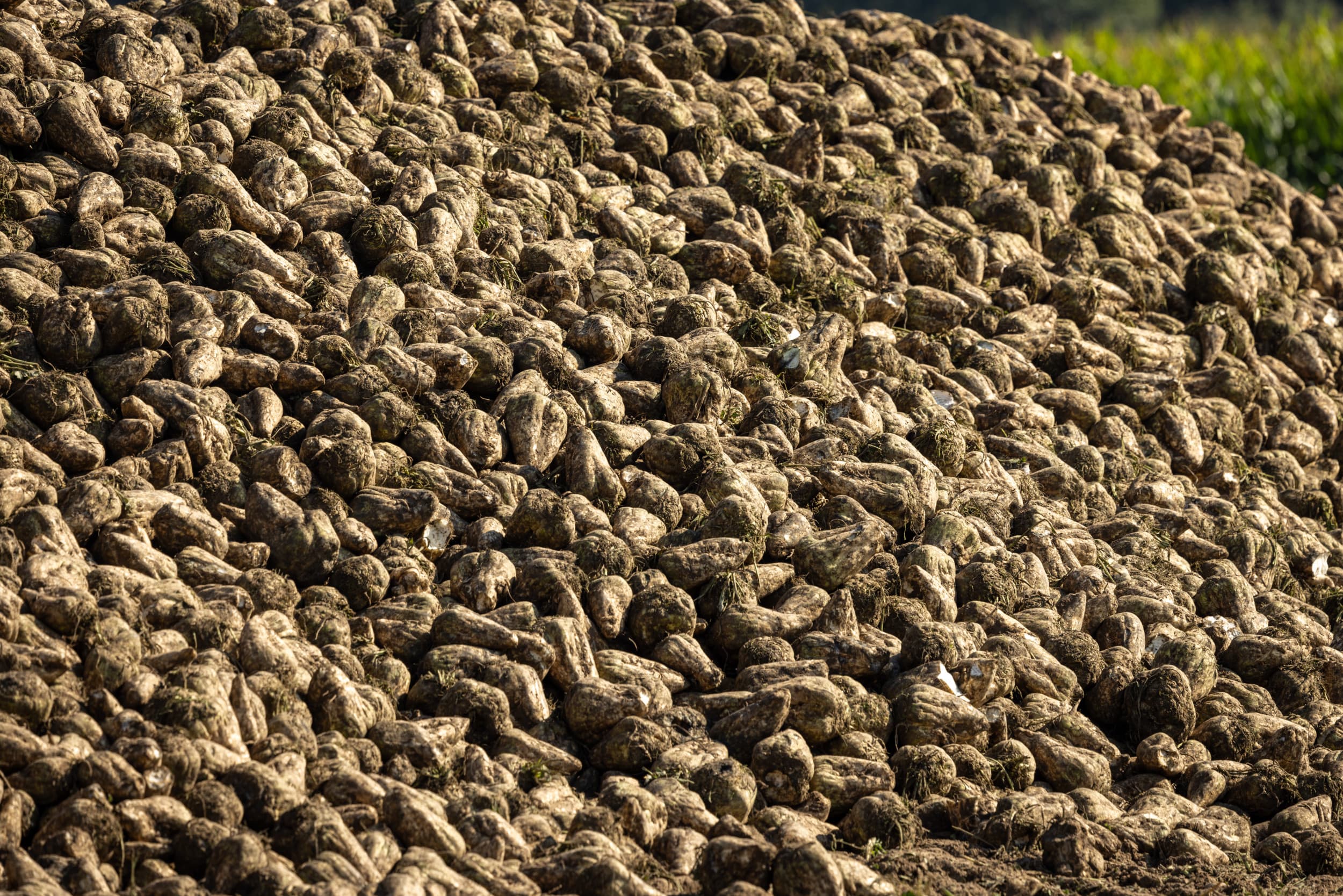 Door lage suikerprijzen daalt de winst van Tereos met 71%. Foto: Koos Groenewold