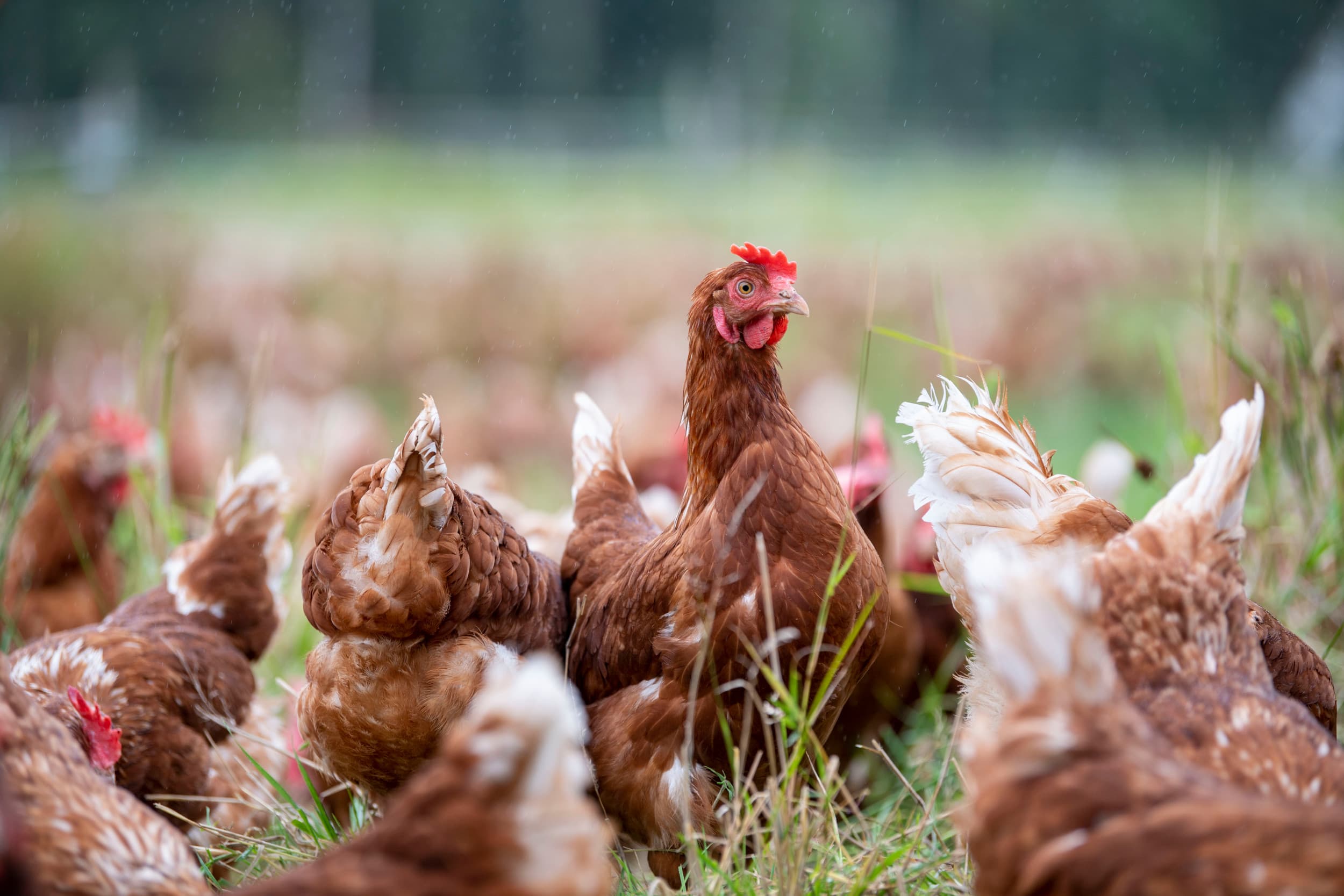 De ophokplicht voor pluimvee is vrijwel overal opgeheven, behalve in de Gelderse Vallei en rond Oldenzaal vanwege verhoogd besmettingsrisico. Foto: Mark Pasveer