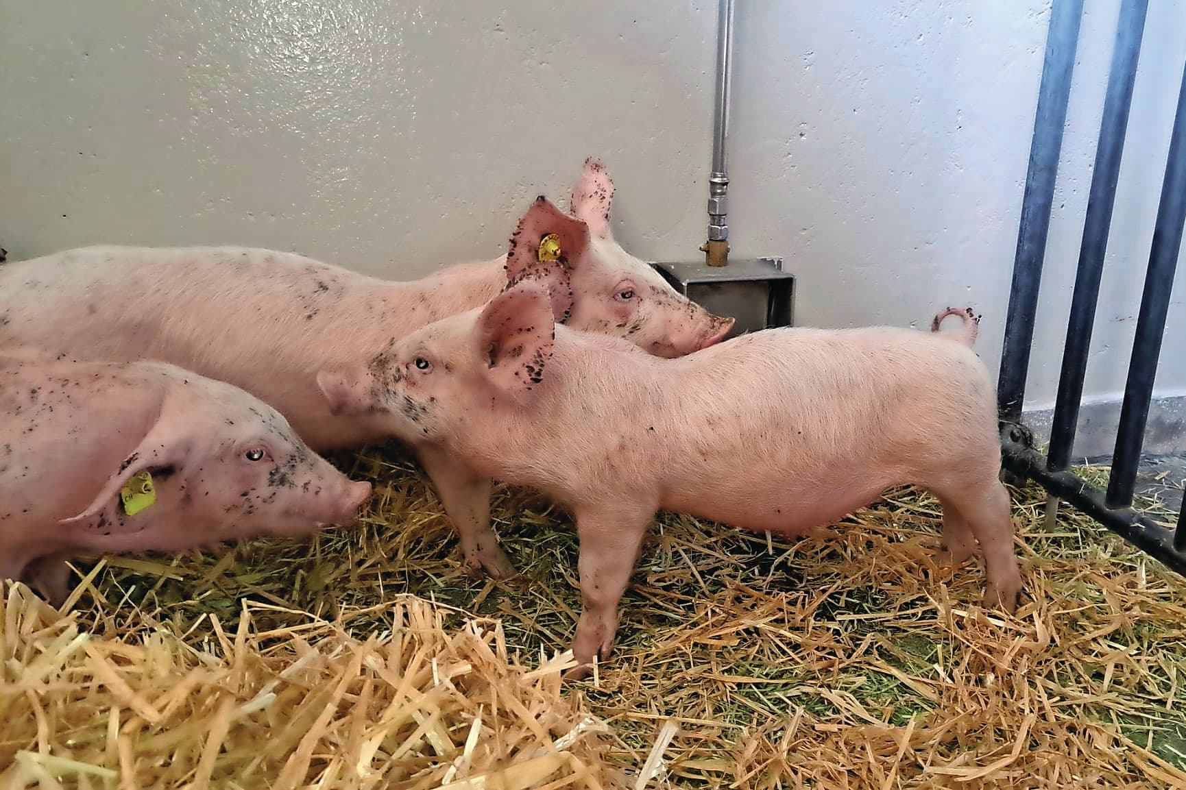 Drie gespeende biggen met de typische bolle rug. De big uiterst links vertoont bovendien "dombo-oren" en gezichtsoedeem. Foto: Universiteit Zürich