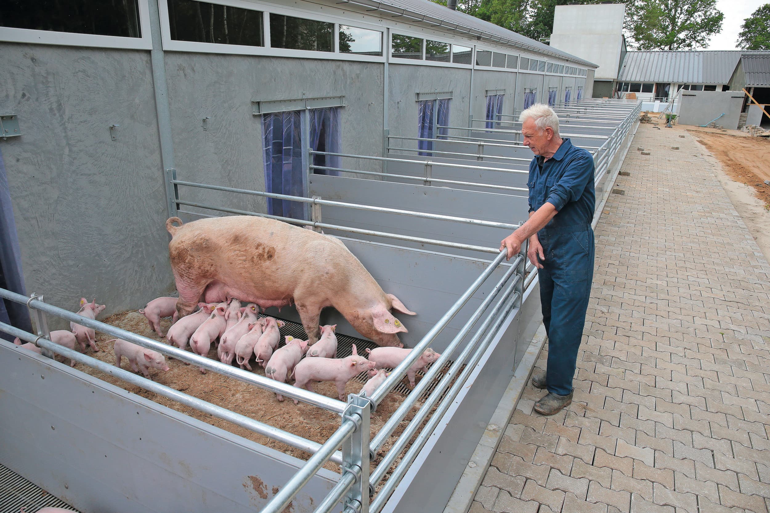 Veel varkenshouders staan met hun bedrijf voor een kruispunt. Ze gaan beslissen welke weg voor hen en hun bedrijf de beste is in de komende jaren. Selman in Aalten koos voor biologisch. Foto’s: Hans Prinsen