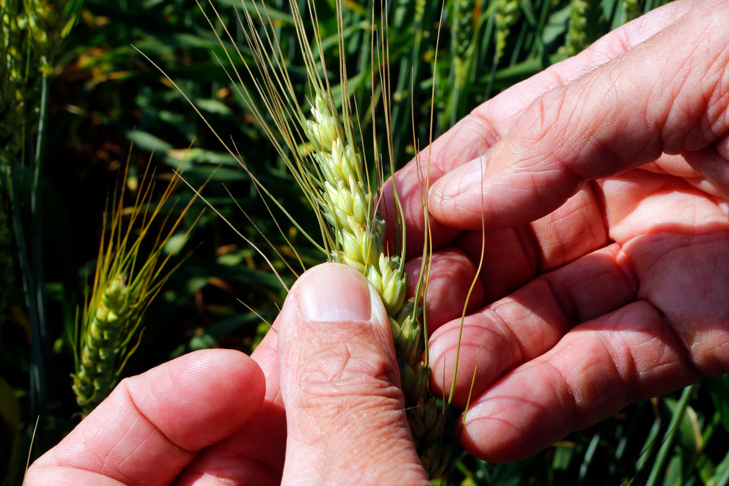 Duitse graanoogst daalt door droogte en vorst. DRV verlaagt prognose voor tarwe en gerst, ondanks uitbreiding van het areaal en recente regenval. Foto: Henk Riswick