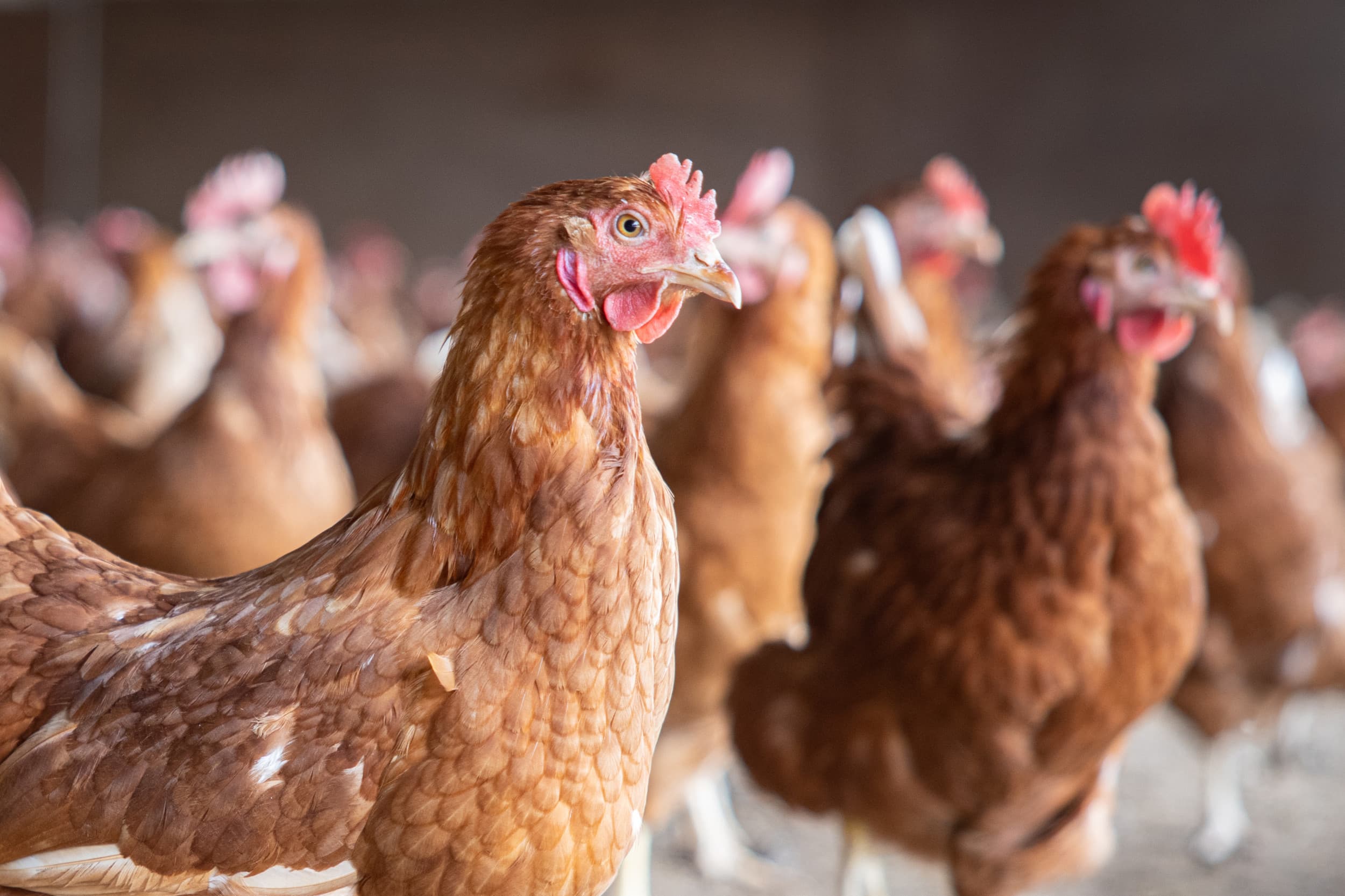 Ondernemers in de pluimveehouderij zijn het meest tevreden. Zij scoren 35 punten op de Vertrouwensindex. Foto: Peter Roek