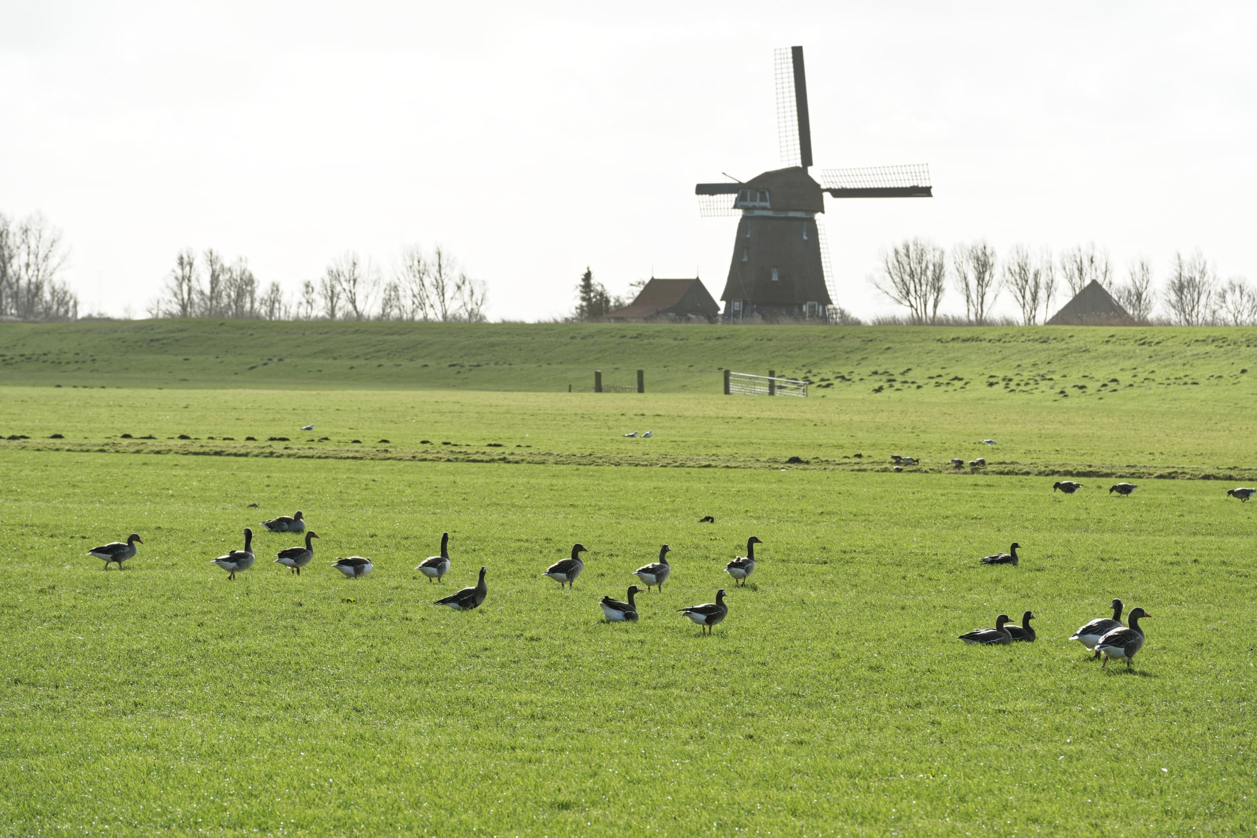 ganzenschade voorwaarden schadevergoeding