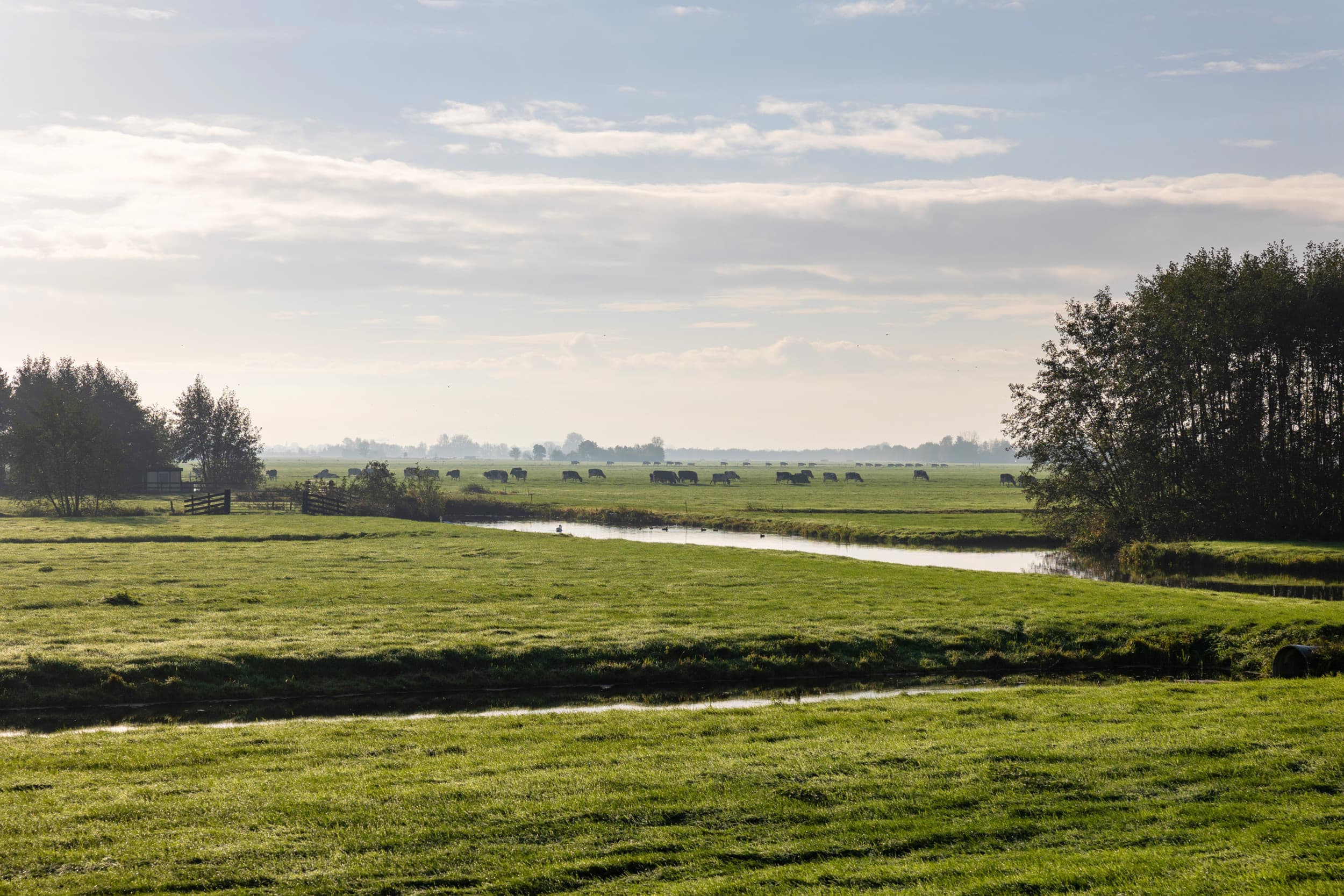 Veenweidegebied bij Vlist in de Krimpenerwaard (Zuid Holland). Foto: Herbert Wiggerman