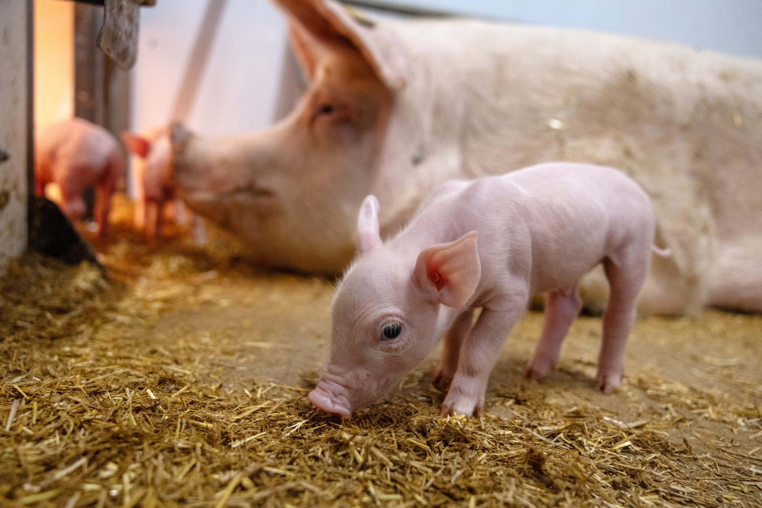 Jonge big op een biologisch bedrijf. Het Europese beleid subsidieert biologische en kleine boeren, terwijl hun hogere kostprijs botst met de wens van consumenten voor goedkoop voedsel, schrijft columnist Vergaderboer. Foto: Herbert Wiggerman