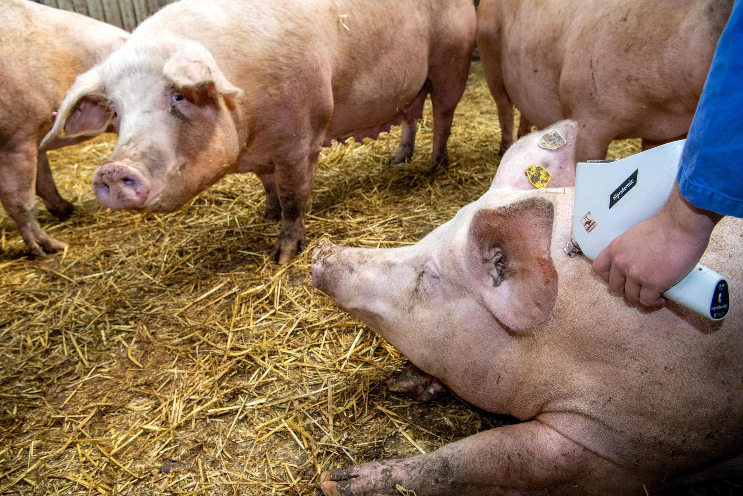 varkensbedrijven vaccinatieschema