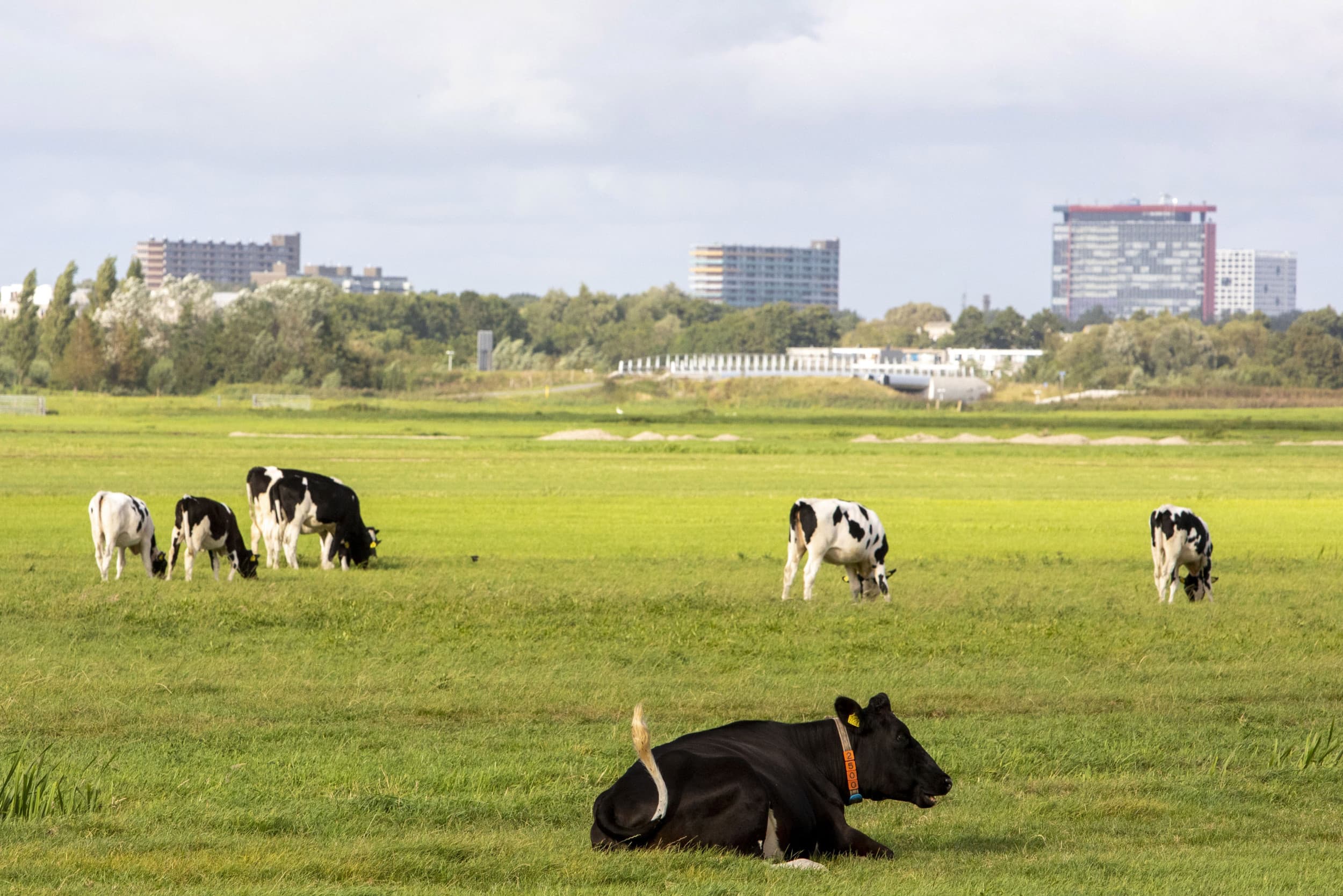 Rabobank coöperatie