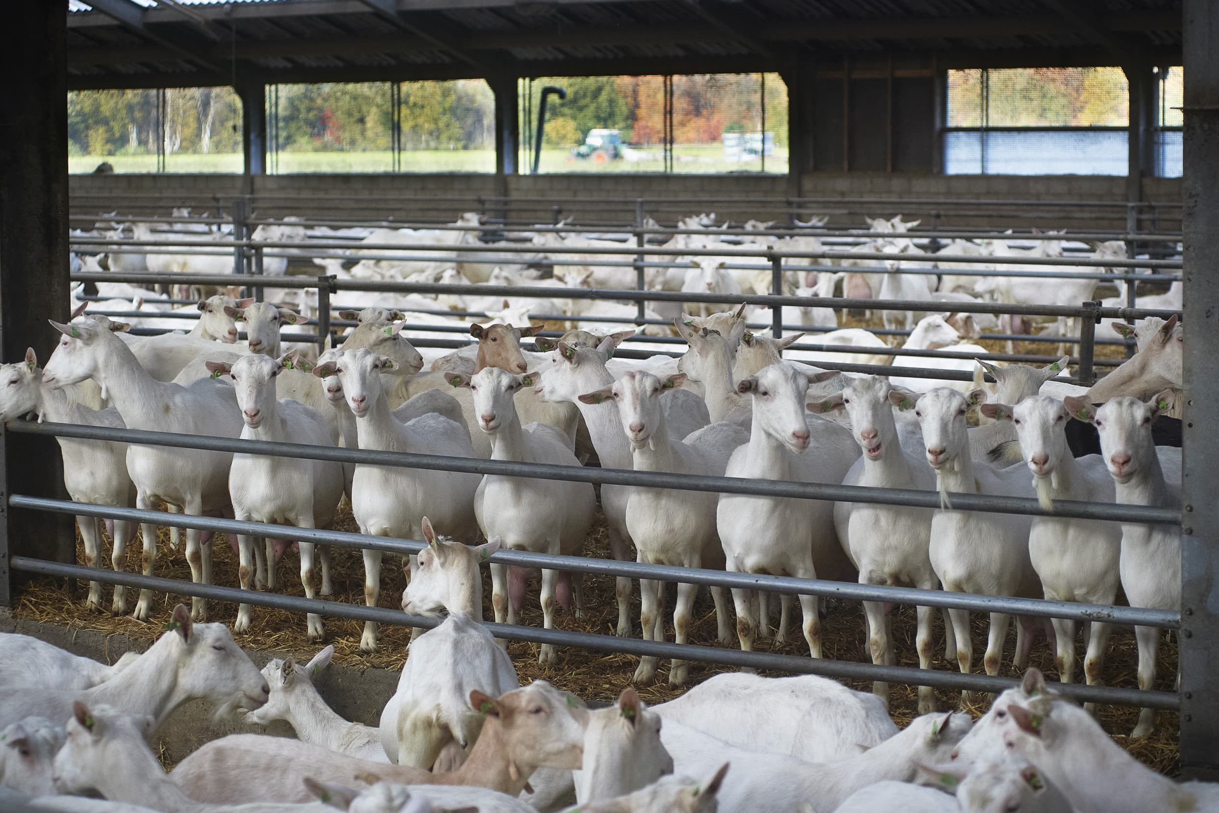 WUR onderzoekt samen met geitenhouders hoe de uitstoot van ziektekiemen uit stallen kan worden verminderd. Foto: Van Assendelft Fotografie