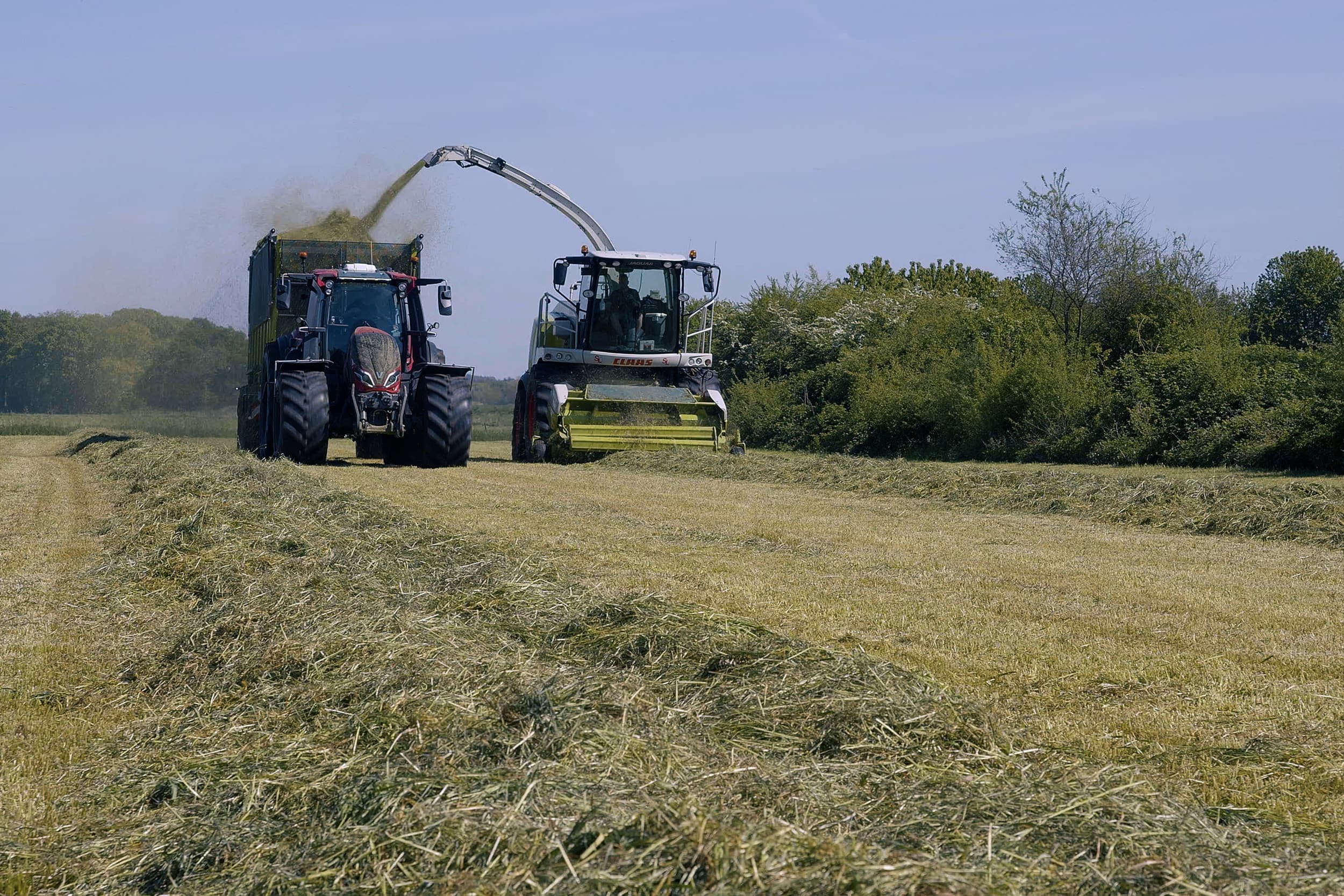 Gras inkuilen op 30 april. Dit perceel is nu opnieuw aan maaien toe. Zo voorkom je kwaliteitsverlies en kan er nog bemest worden voor het gaat regenen. Foto: Misset