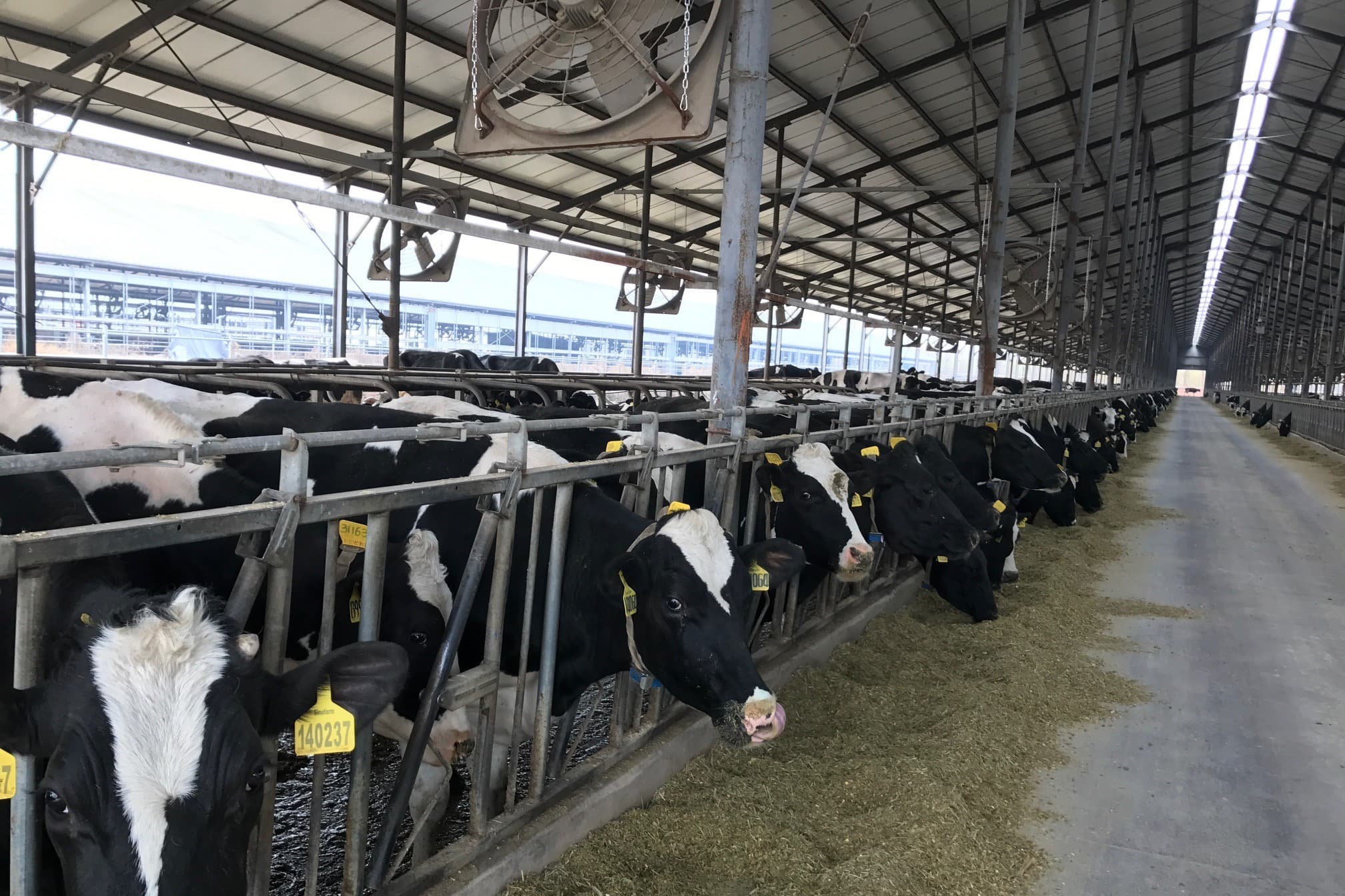 zuivelproductie melkveehouderij China