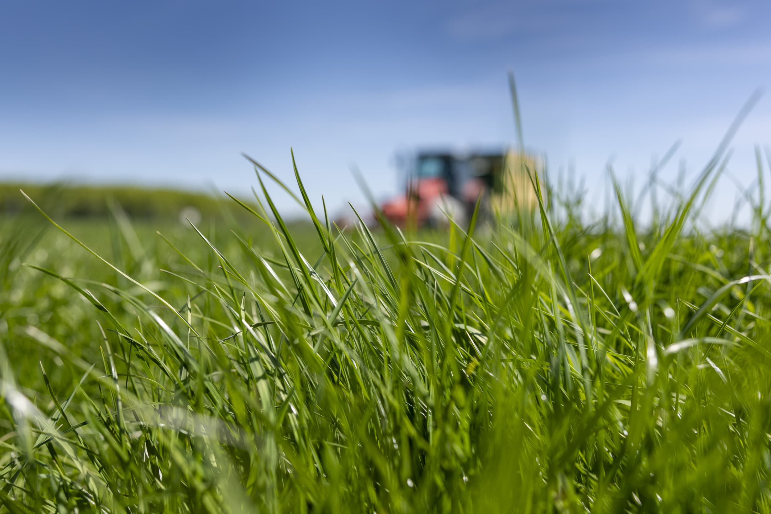 Beleid rond blijvend grasland en beregeningsverboden zet boeren voor dilemma’s, terwijl gras juist duurzame voordelen biedt voor de melkveehouderij. Foto: Mark Pasveer