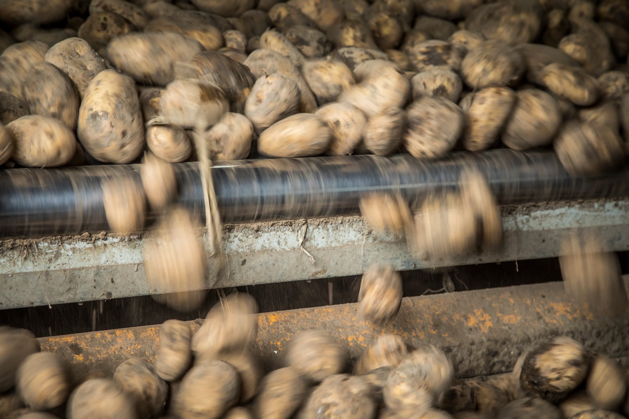 Fritesaardappelen daalden de afgelopen maanden sterk in prijs. Telers moeten zich verenigen om hun marktpositie te versterken, zegt de POC. Foto: Koos Groenewold