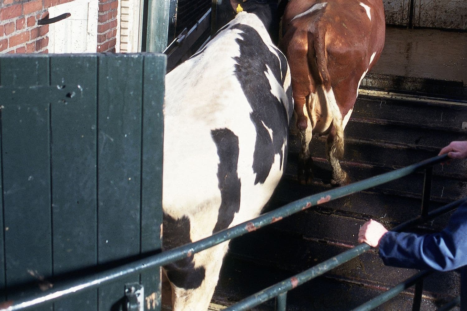 De adresgegevens van dierenartsen, transporteurs en opvanglocaties bij inbeslagname van vee blijven geheim, oordeelt het College van Beroep. Foto ter illustratie. Foto: Mark Pasveer